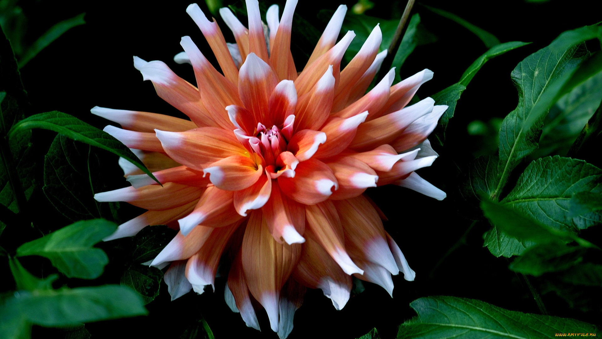 цветы, георгины, розовый, георгин, цветок