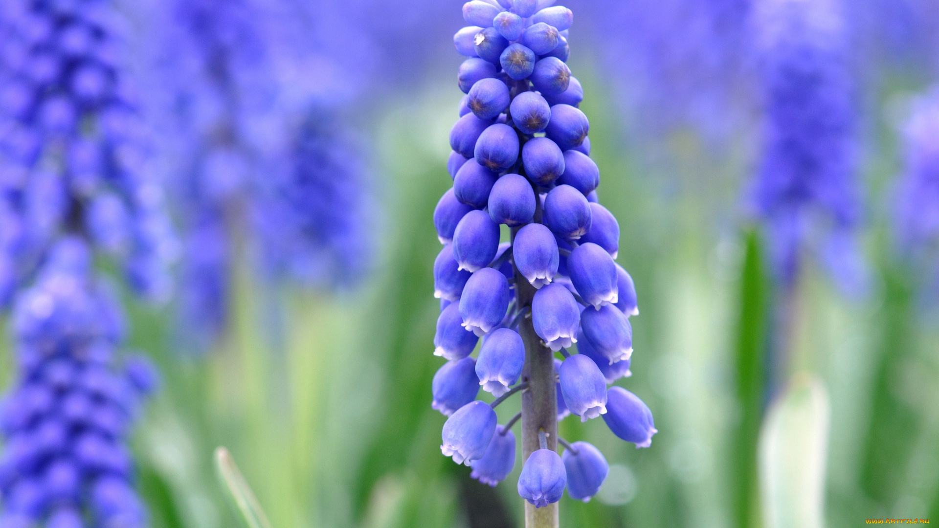 цветы, гиацинты, синие