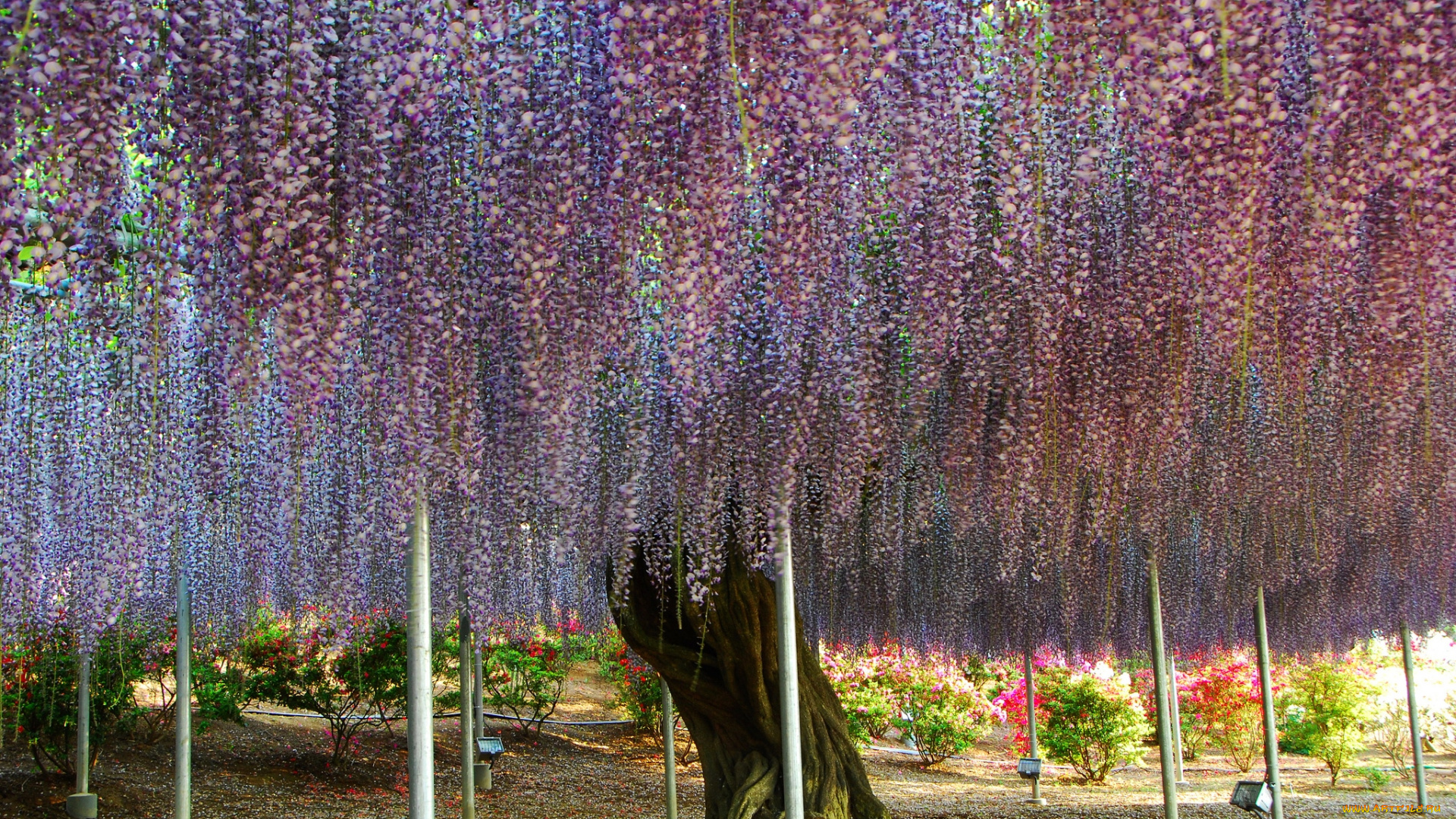 цветы, глициния, вистерия