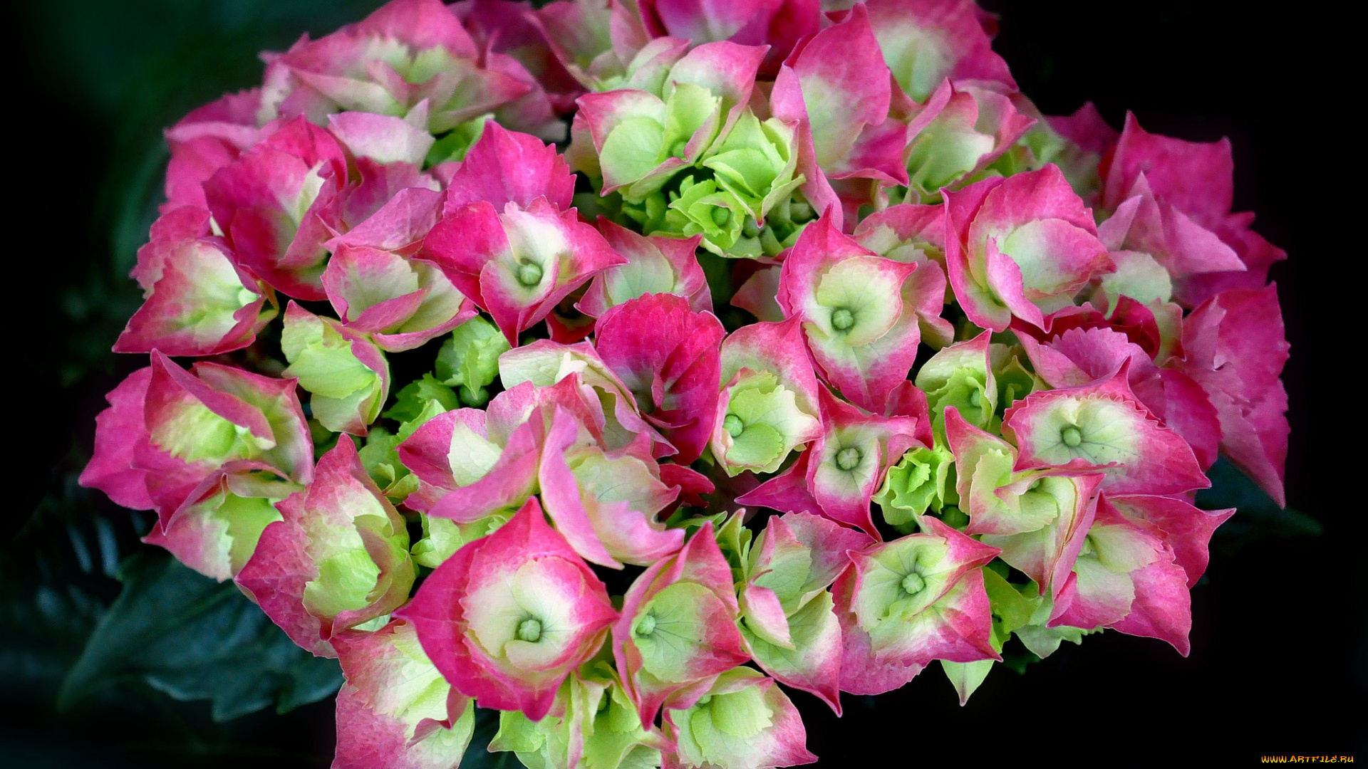 цветы, гортензия, розовая