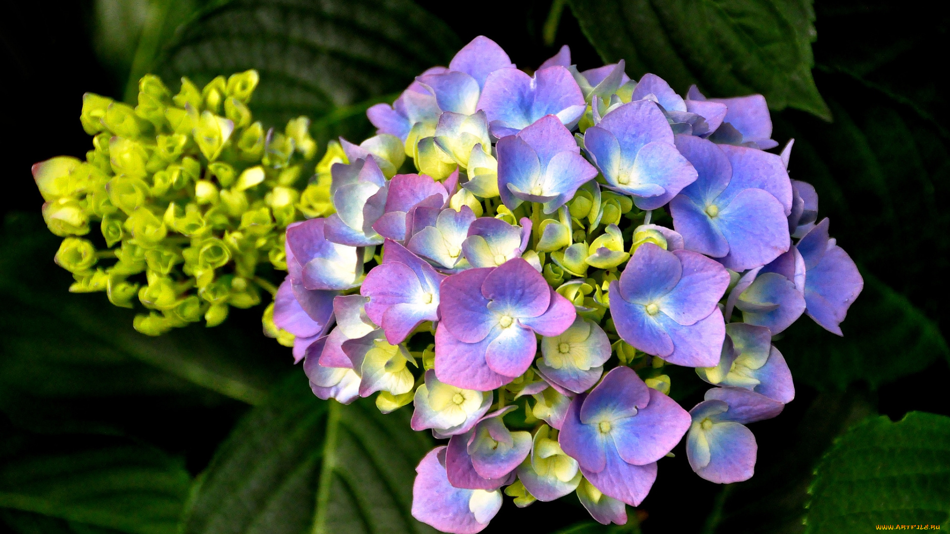 цветы, гортензия, синяя