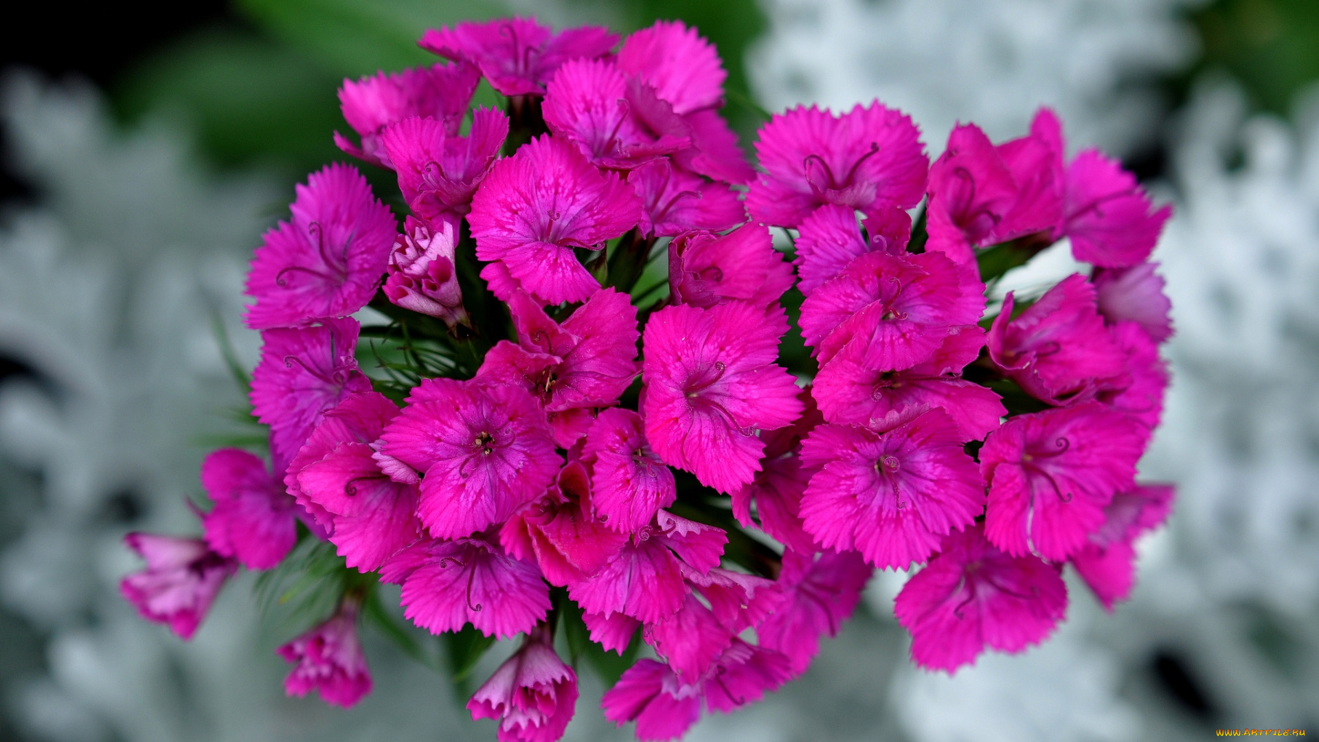 цветы, гвоздики, розовые