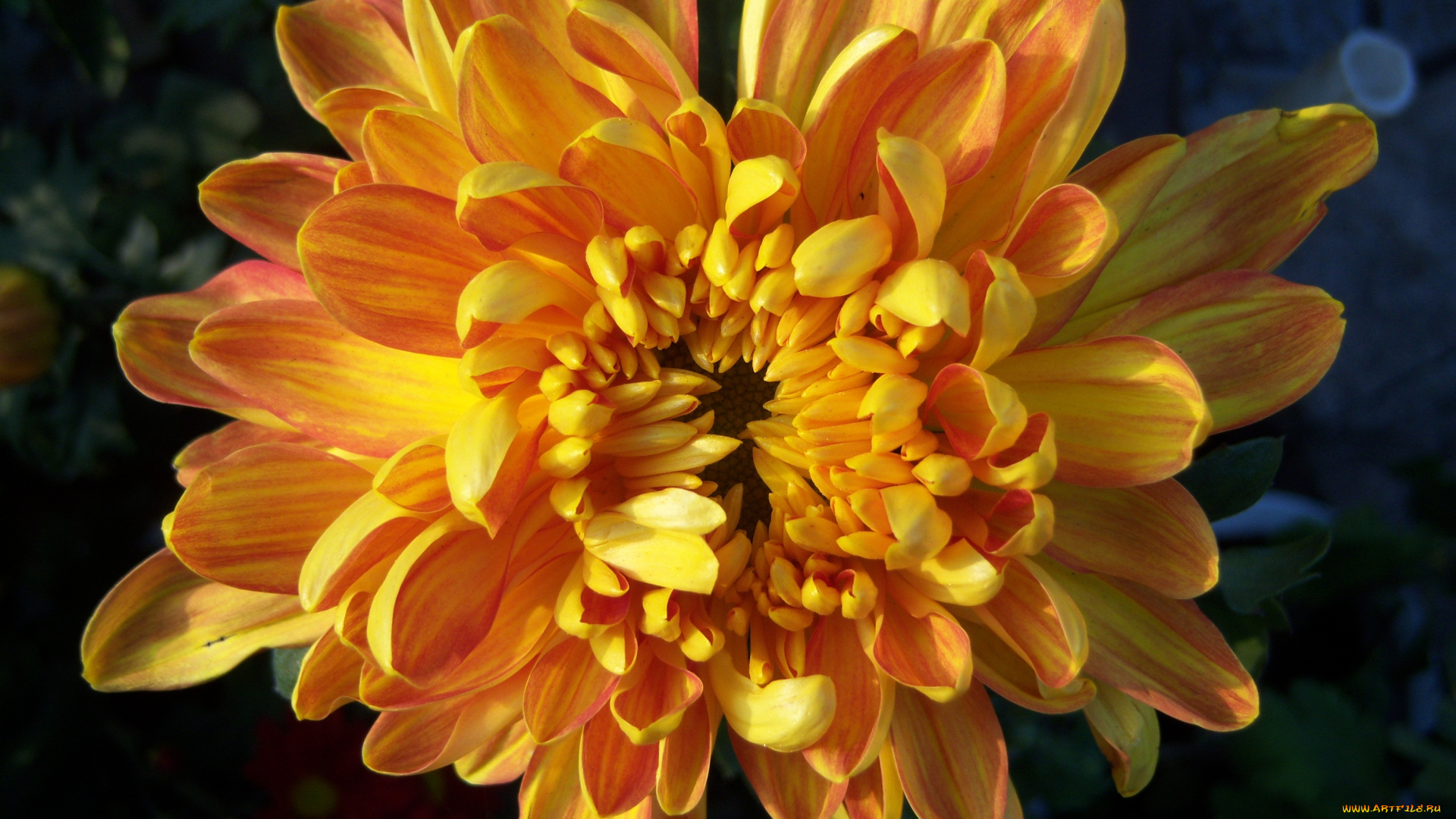 цветы, хризантемы, бутоны