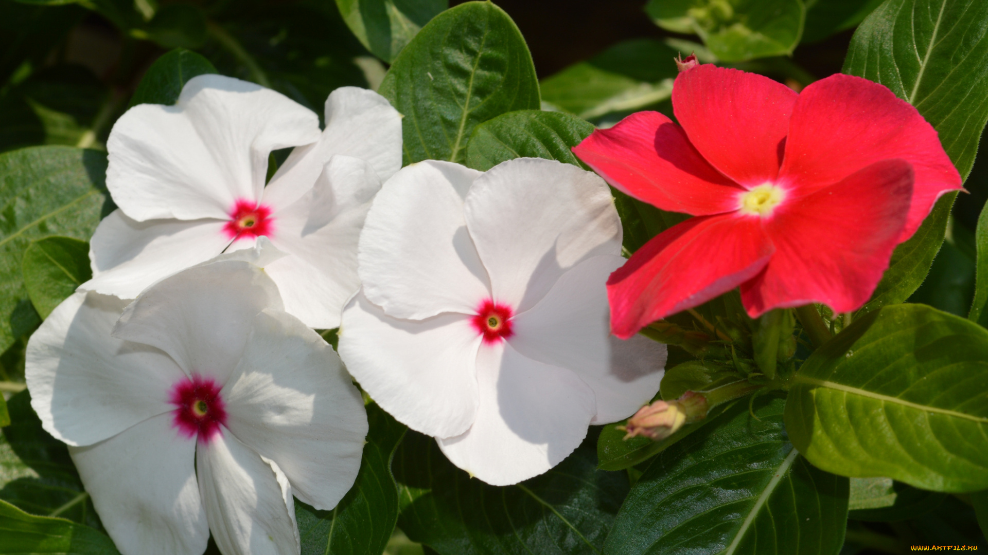 цветы, катарантусы, макро