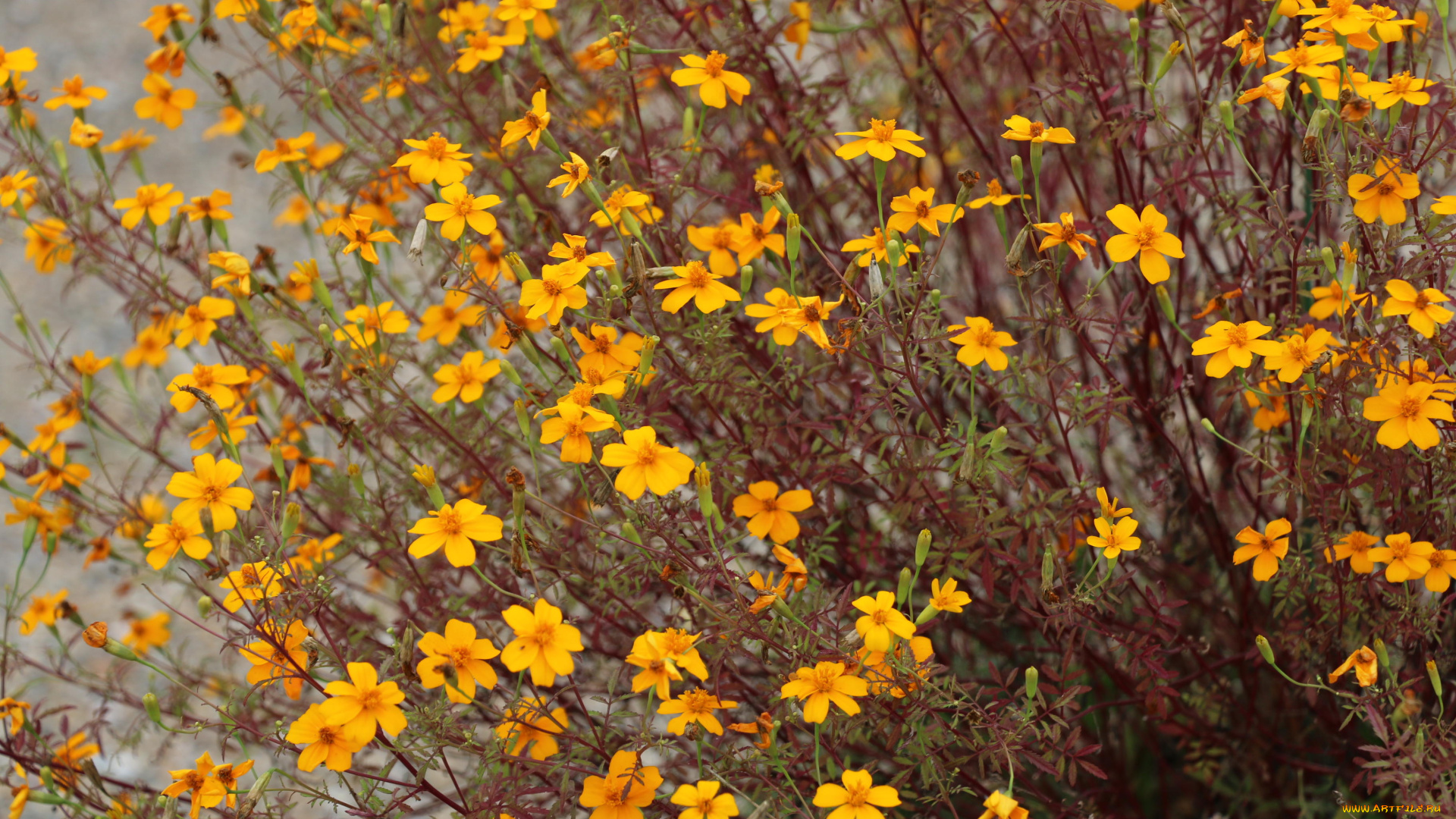 цветы, космея, куст