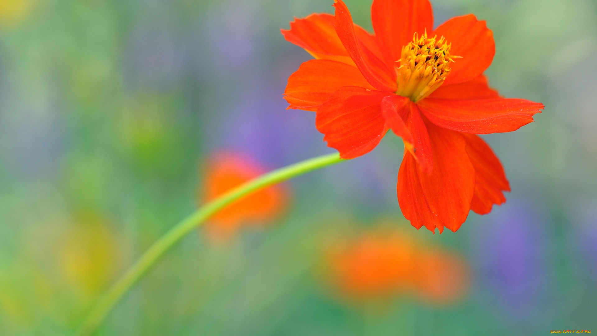 цветы, космея, оранжевая