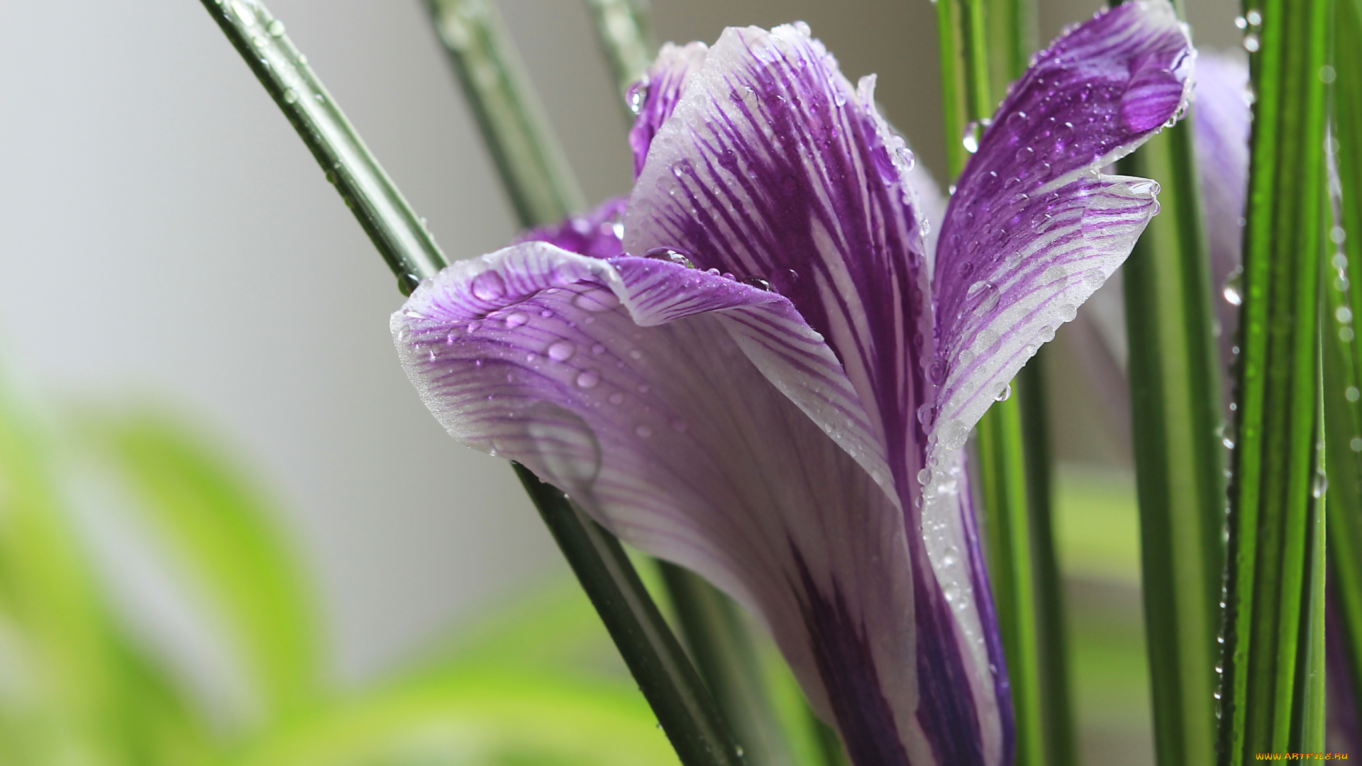 цветы, крокусы, макро