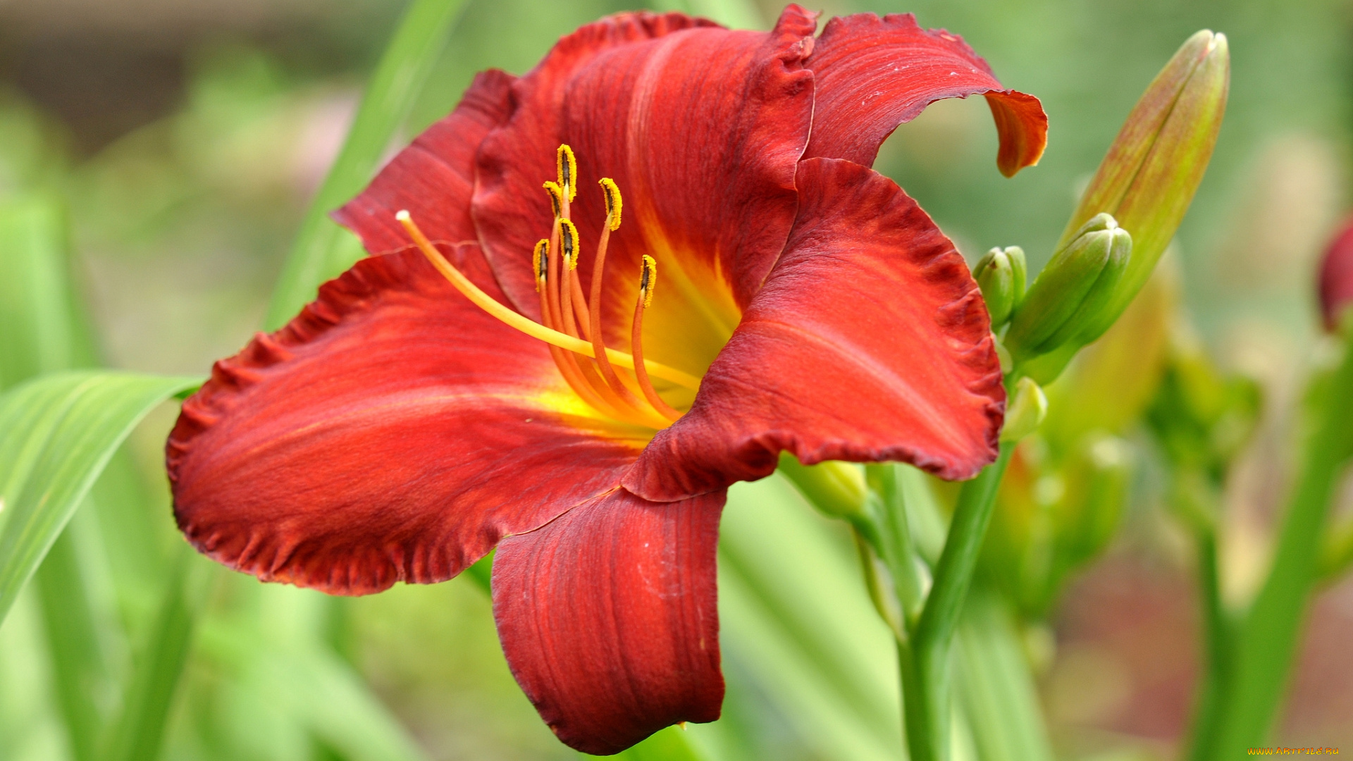 цветы, лилии, , лилейники, красная, лилия