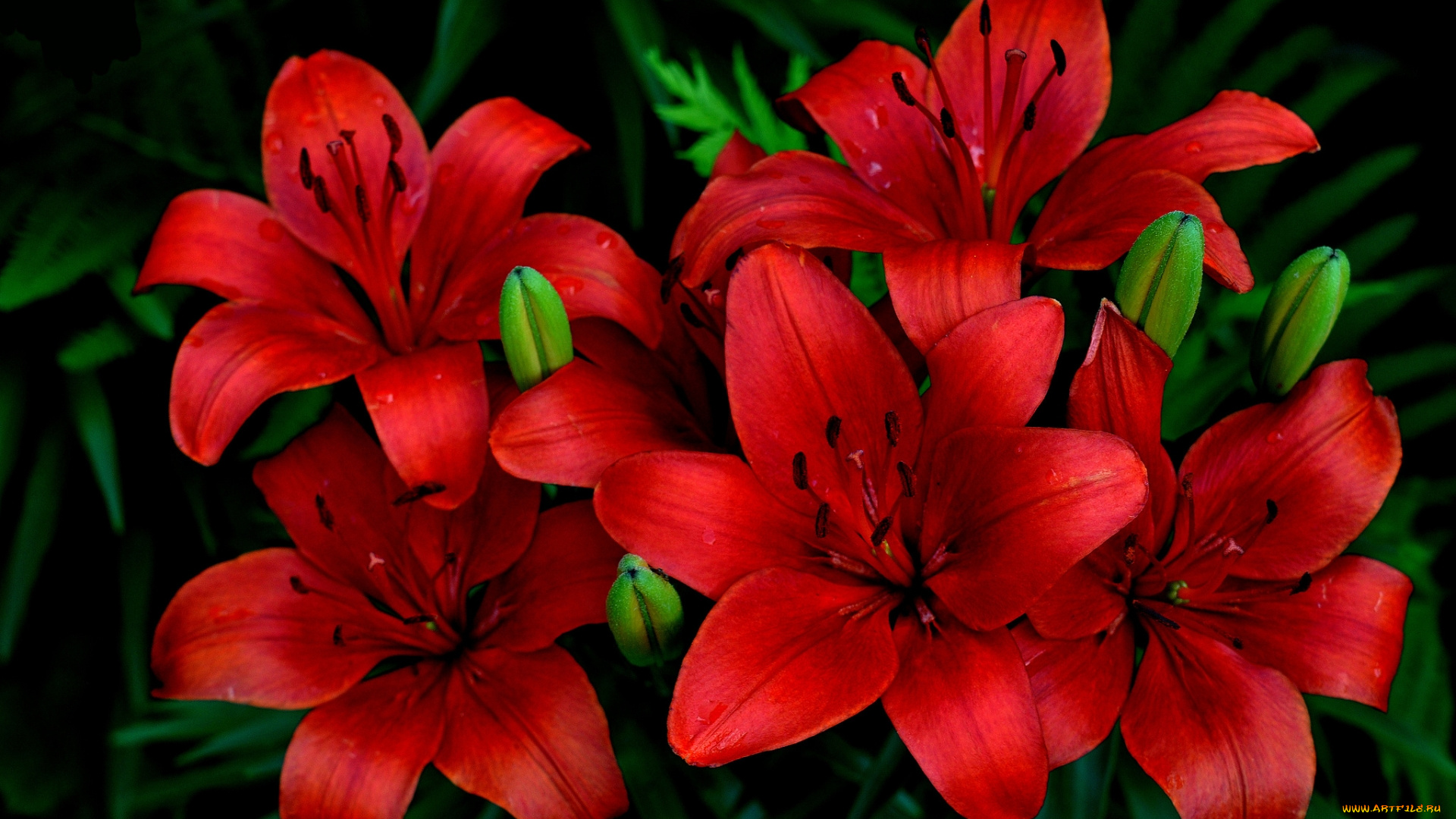 цветы, лилии, , лилейники, красные