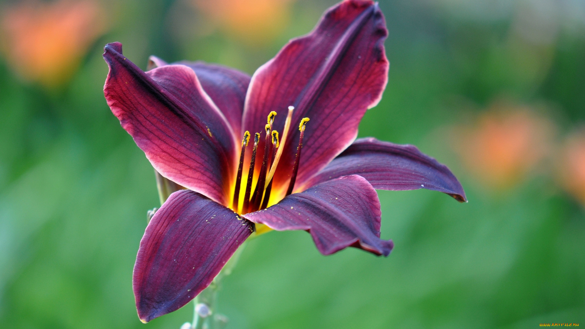 цветы, лилии, , лилейники, лилия, вишневая