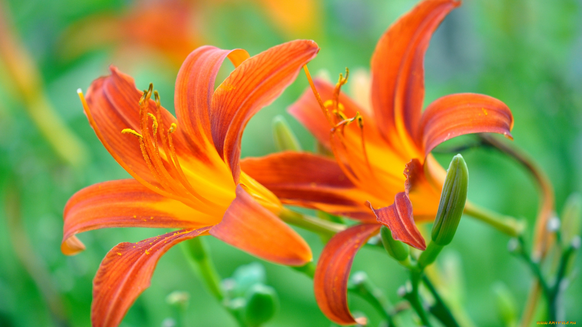 цветы, лилии, , лилейники, оранжевые