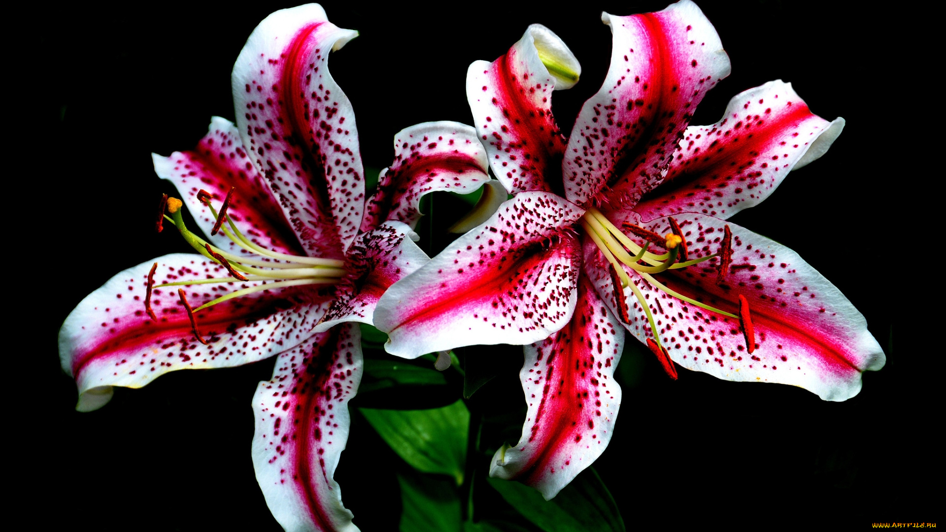 цветы, лилии, , лилейники, розовые