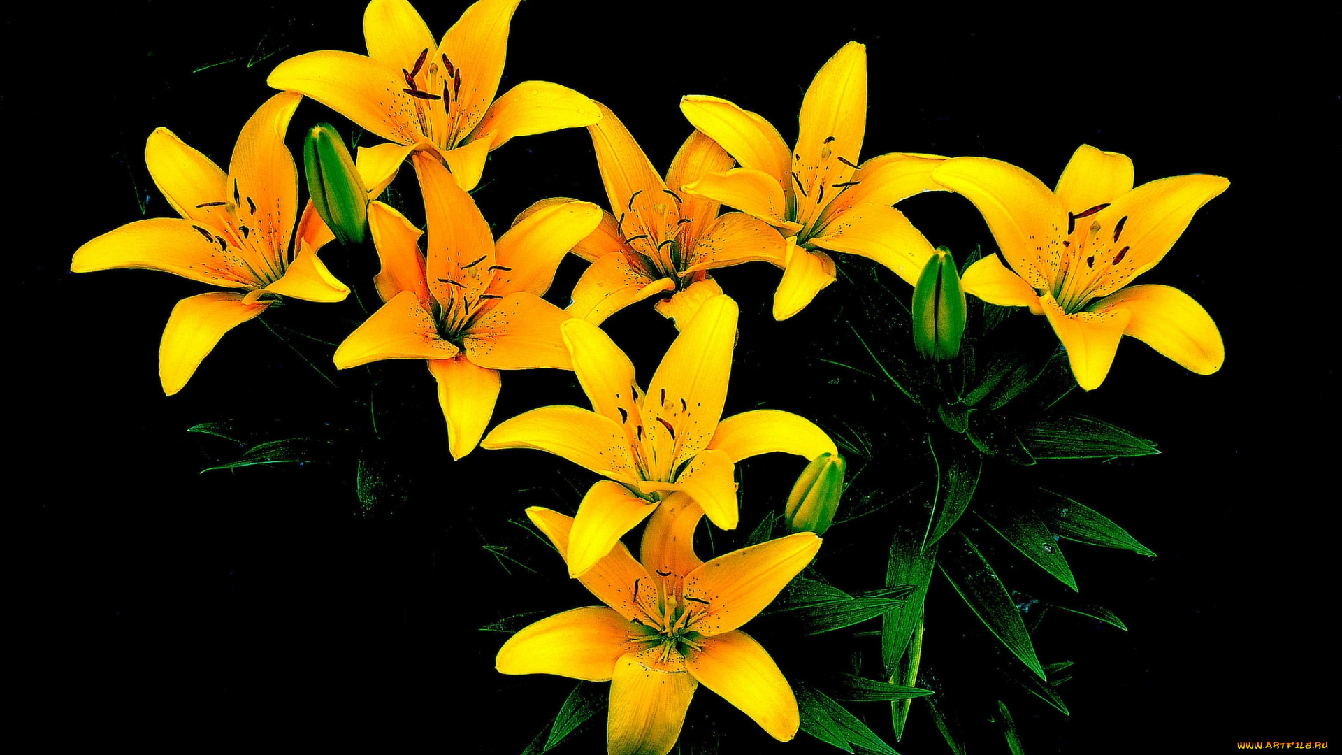 цветы, лилии, , лилейники, желтые