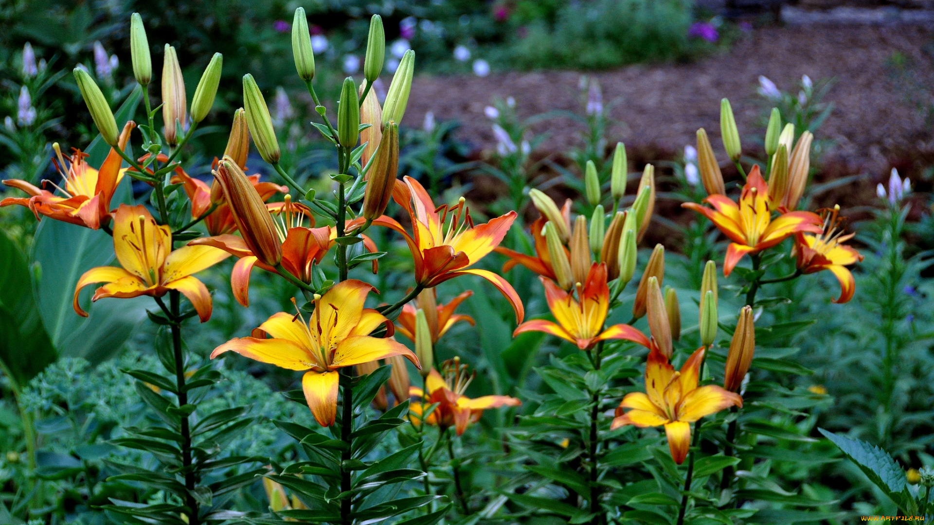 цветы, лилии, , лилейники, желтые