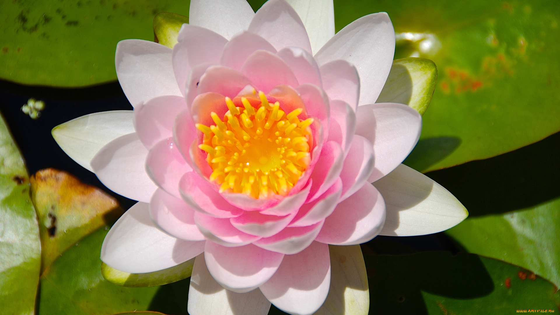 цветы, лилии, водяные, , нимфеи, , кувшинки, макро, нимфея, кувшинка, водяная, лилия