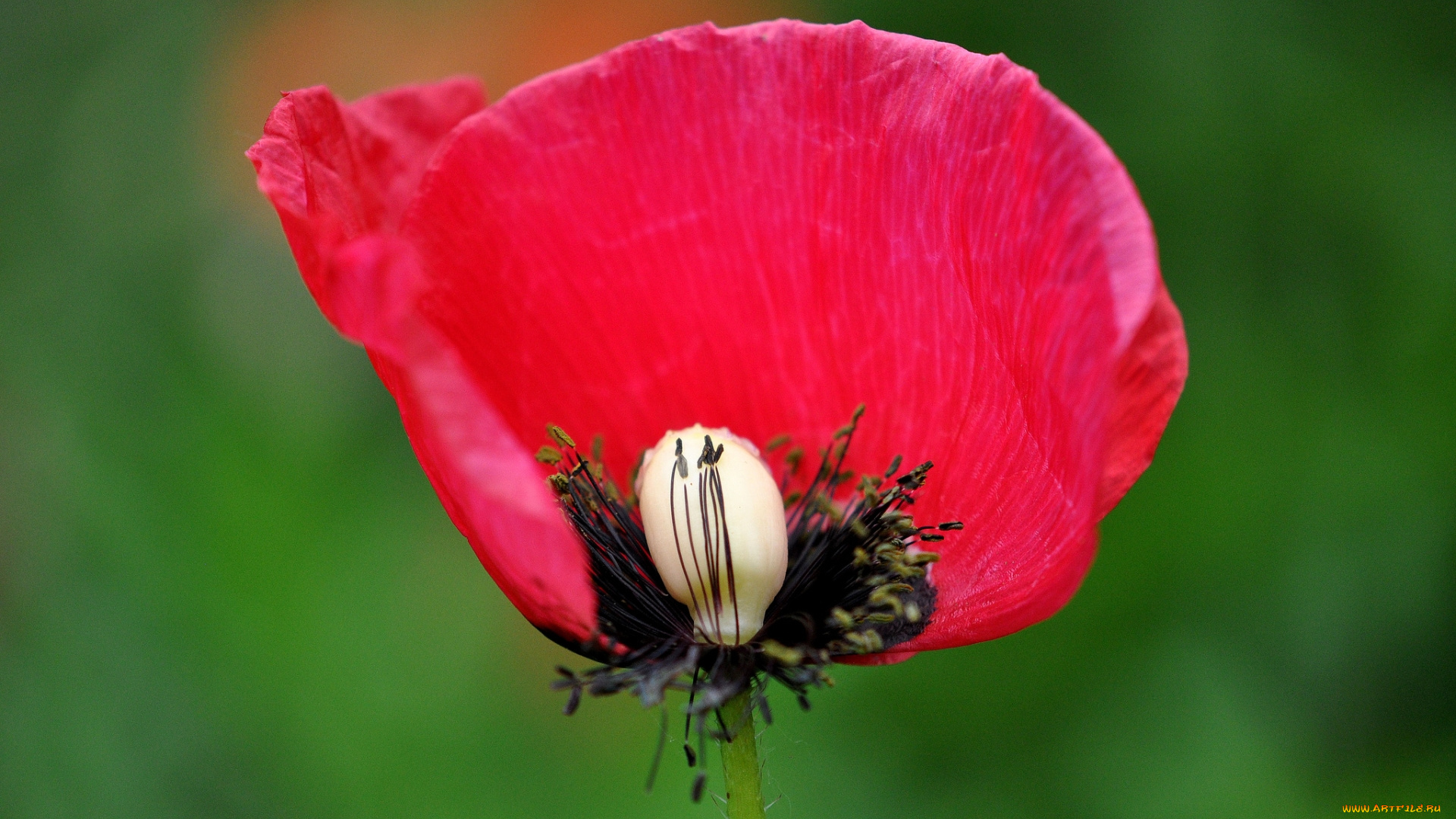 цветы, маки, красный, мак, цветок