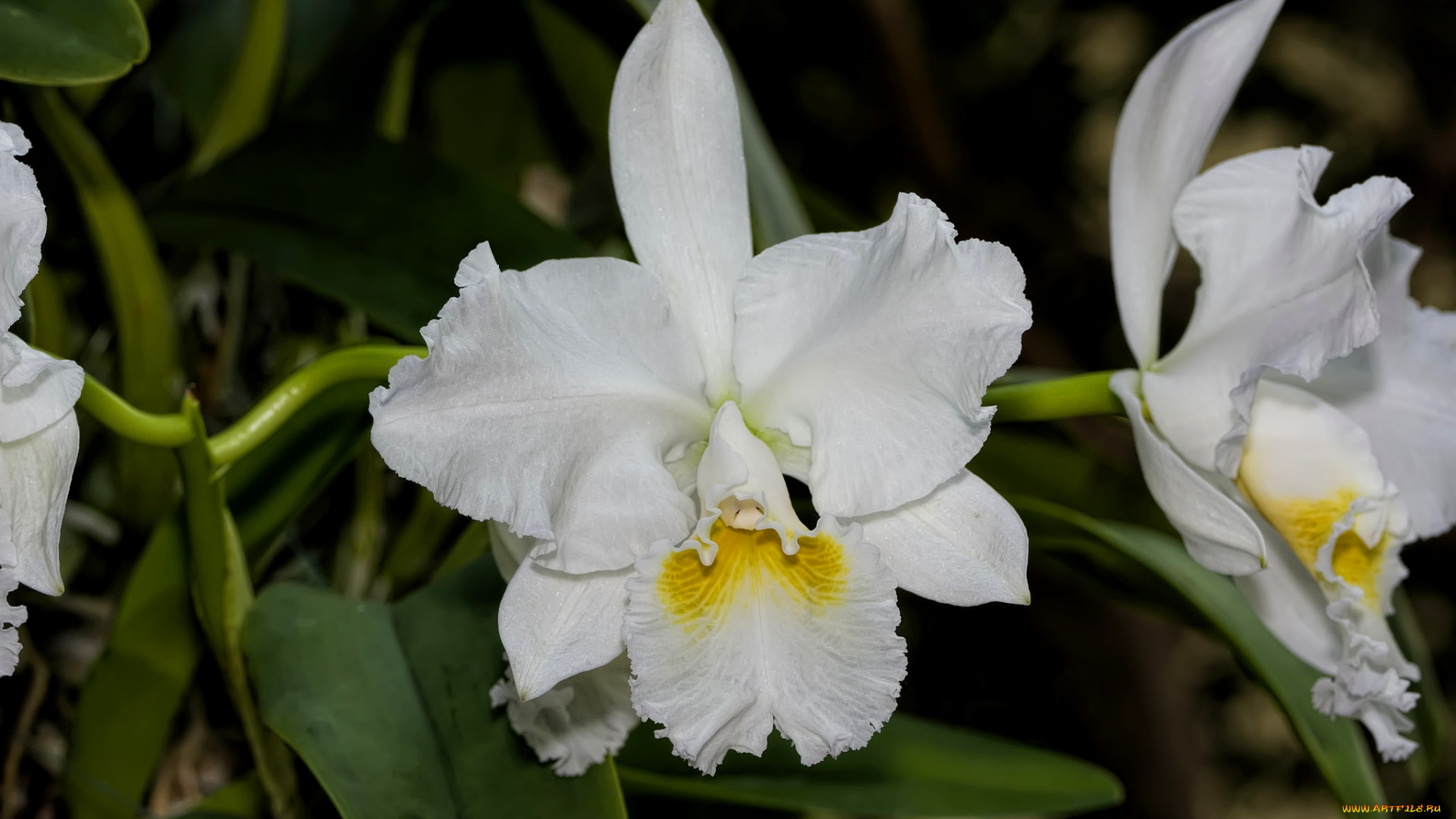 цветы, орхидеи, экзотика