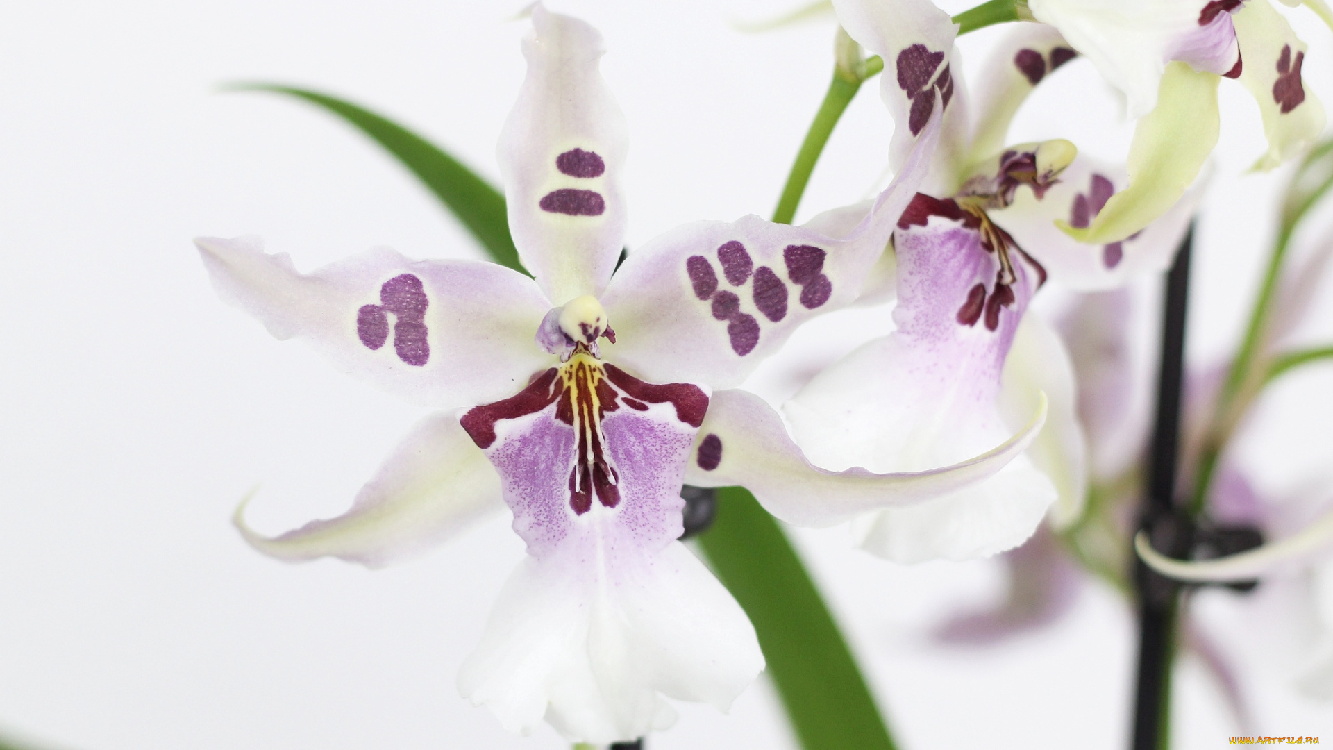 цветы, орхидеи, экзотика