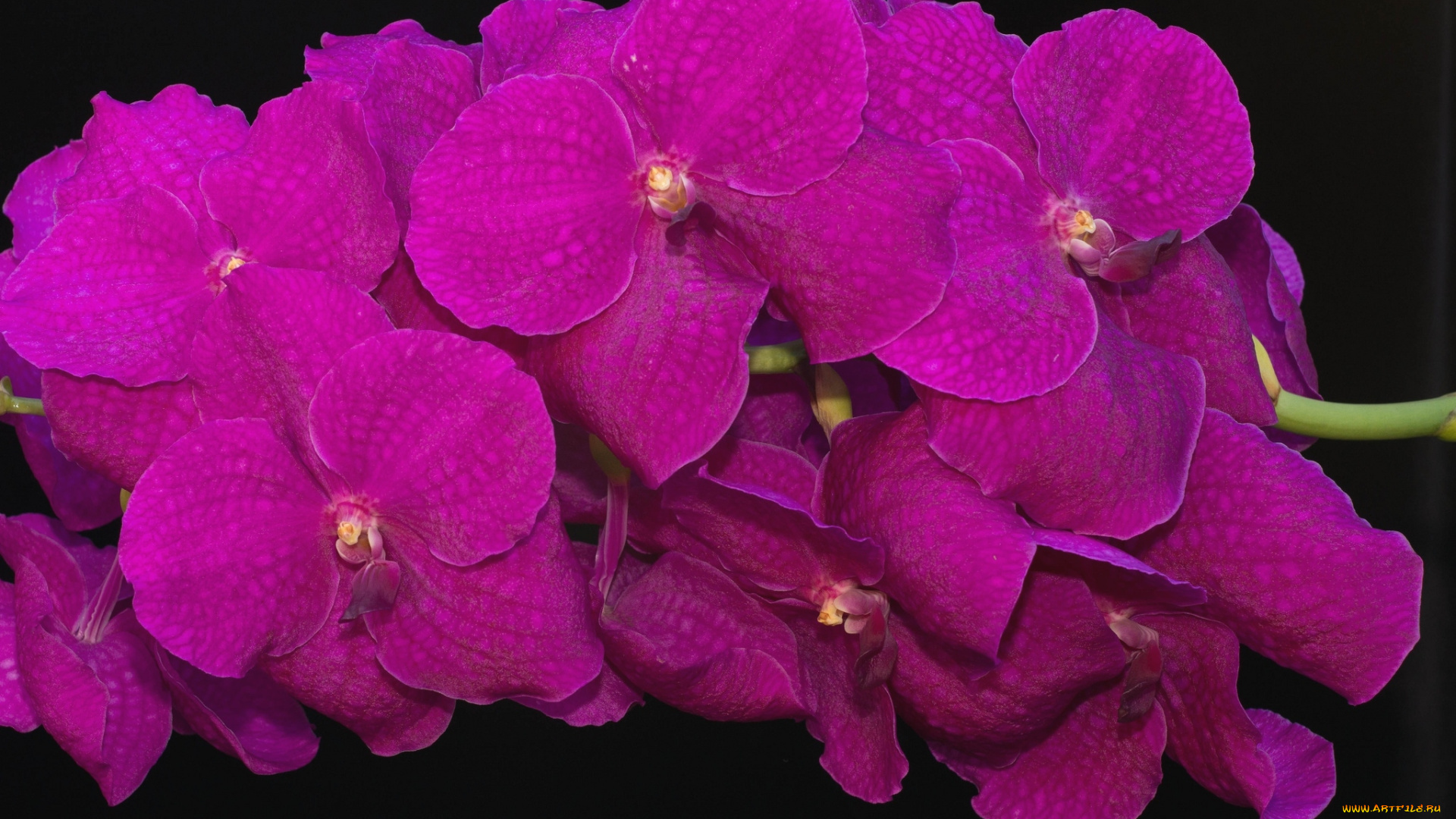 цветы, орхидеи, экзотика