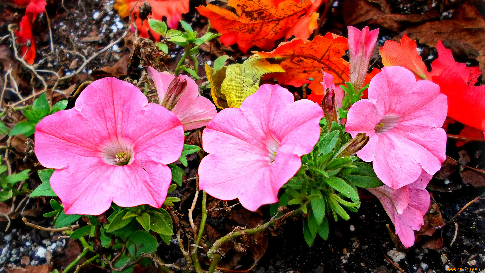 цветы, петунии, , калибрахоа, листья