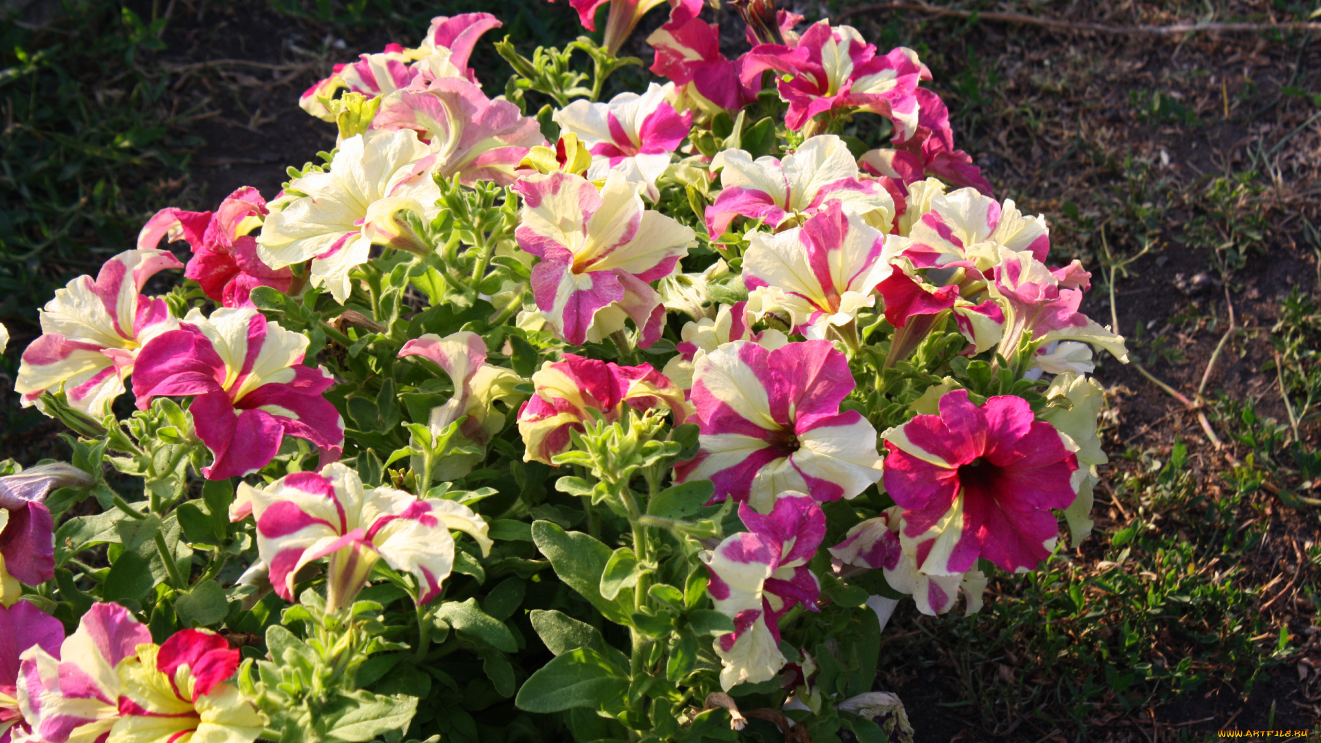 цветы, петунии, , калибрахоа, сад, петунья