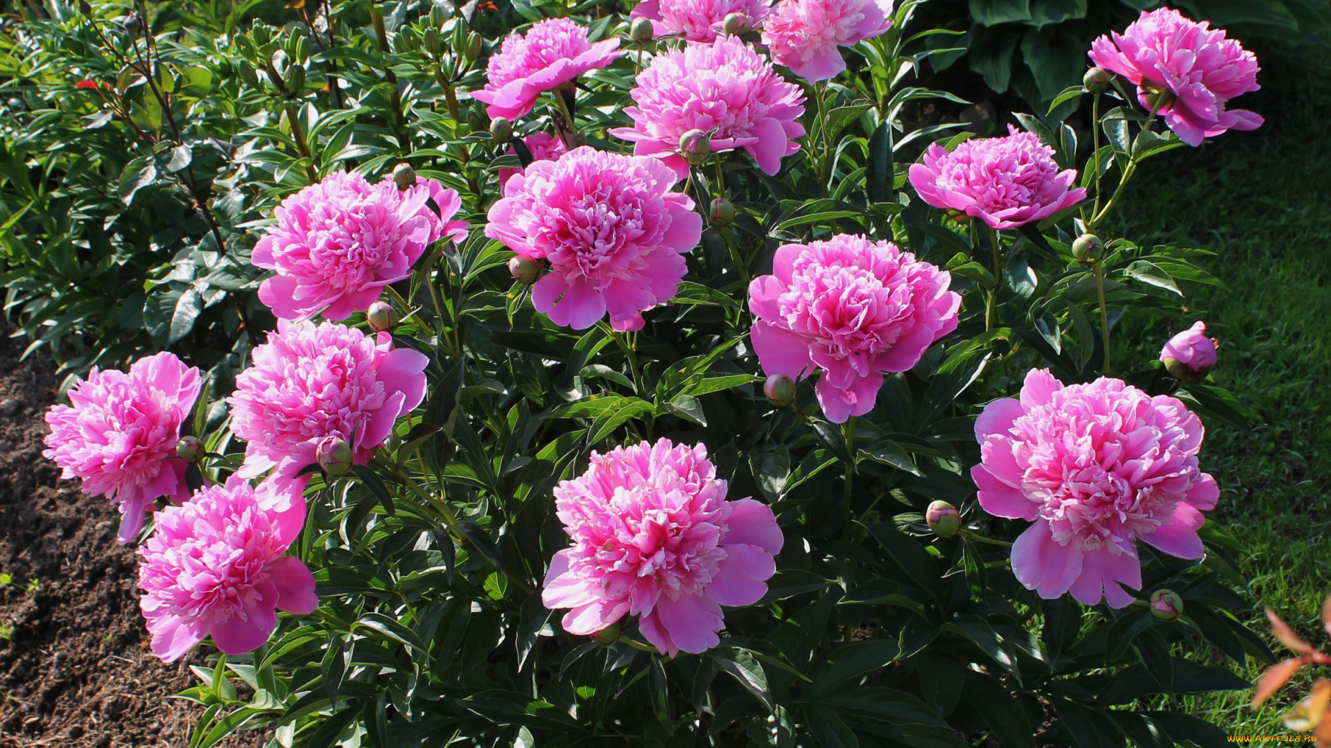 цветы, пионы, куст