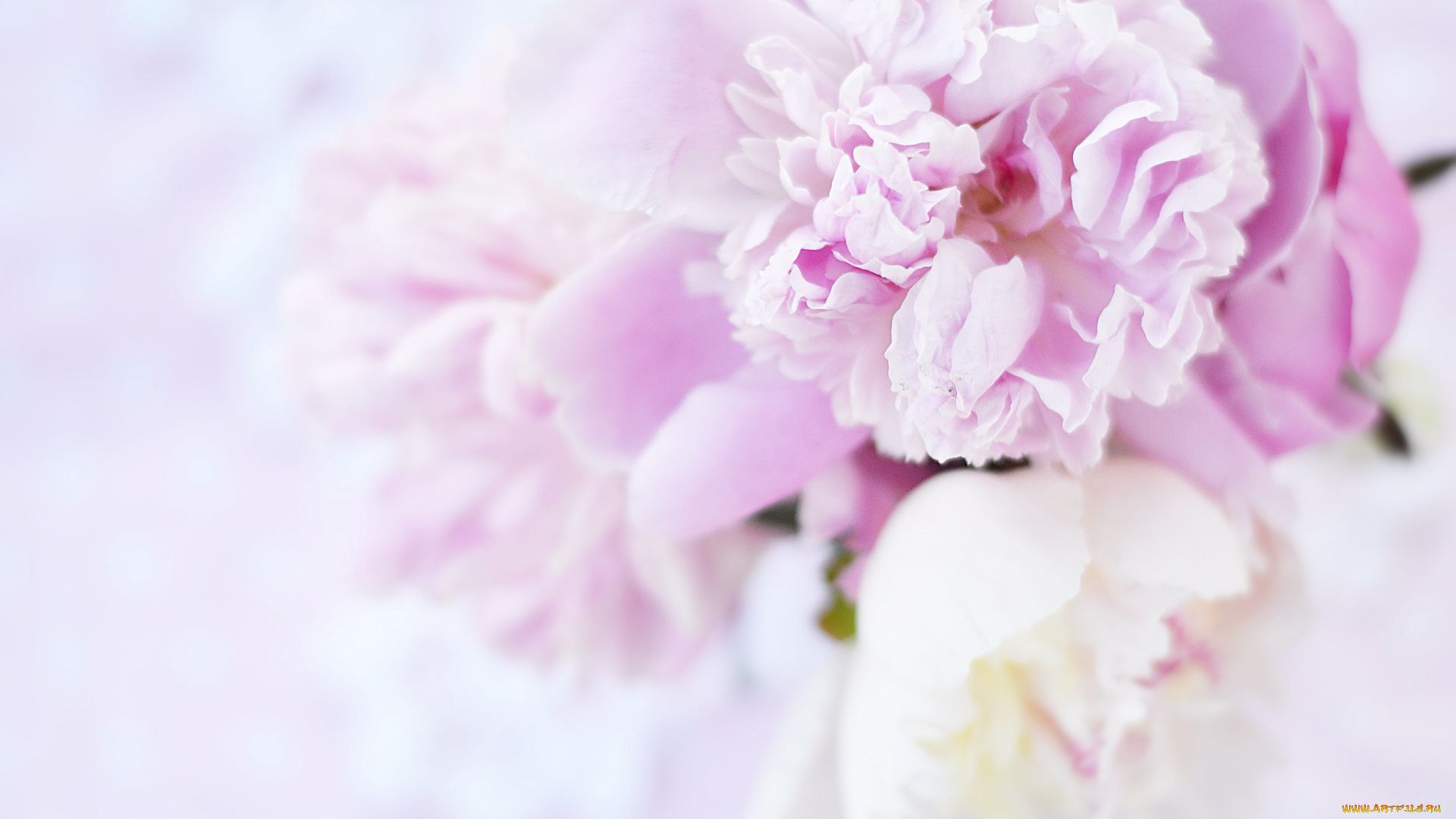 цветы, пионы, розовые