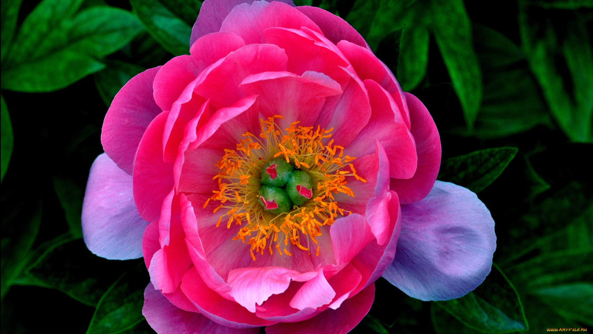 цветы, пионы, розовый