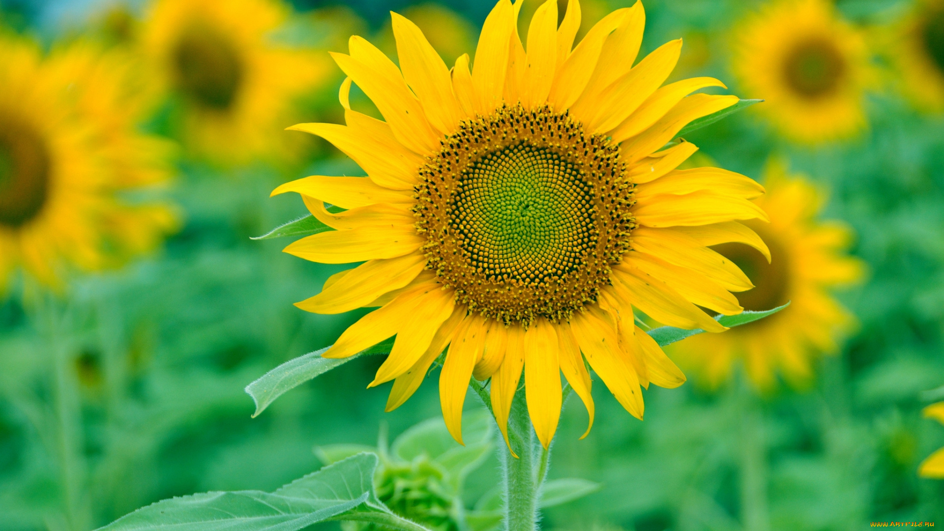 цветы, подсолнухи, подсолнух, желтый