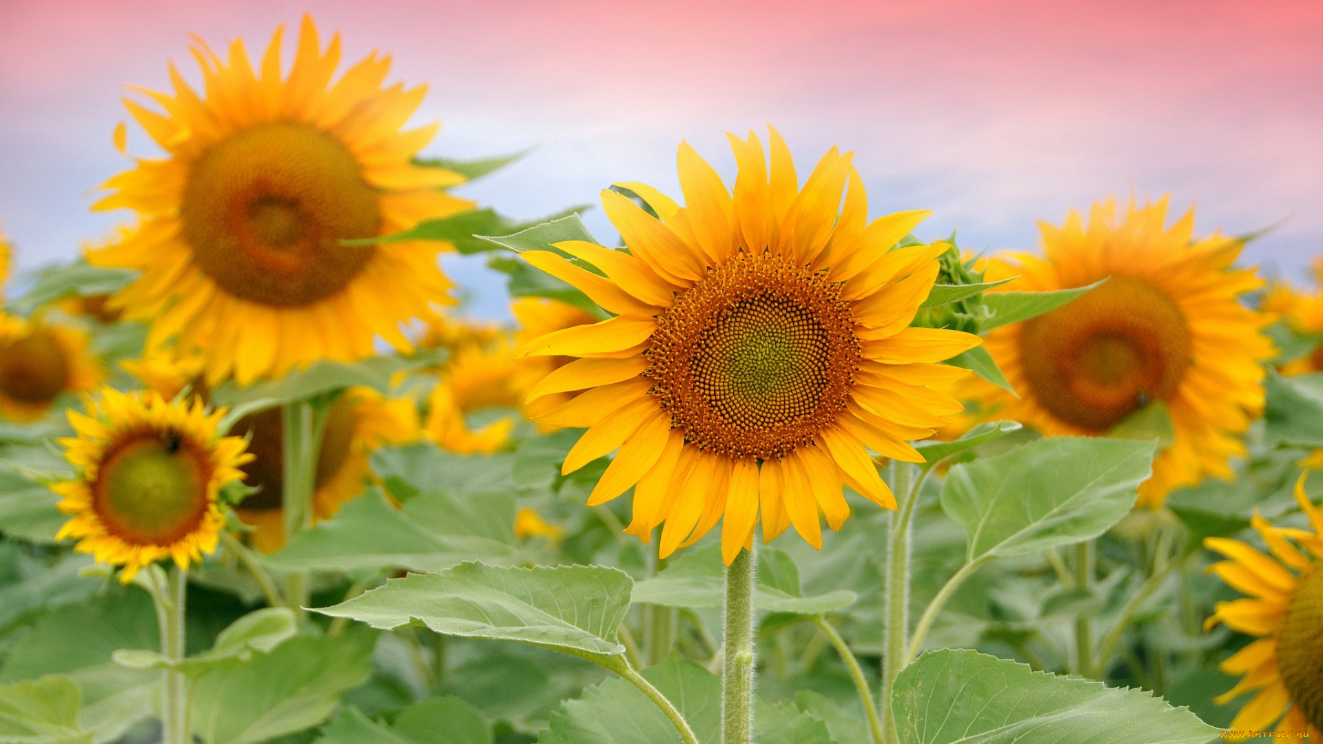 цветы, подсолнухи, жёлтые