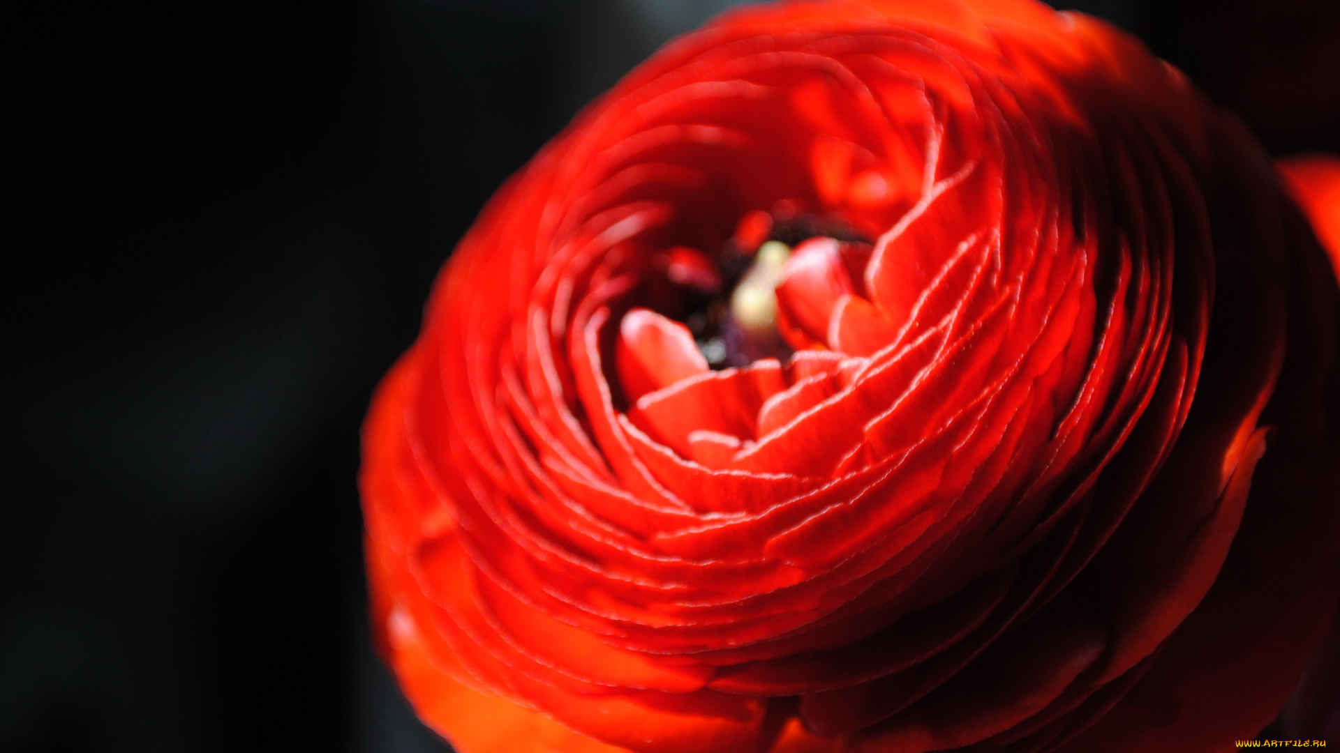 цветы, ранункулюс, , азиатский, лютик, цветок, космея, красная