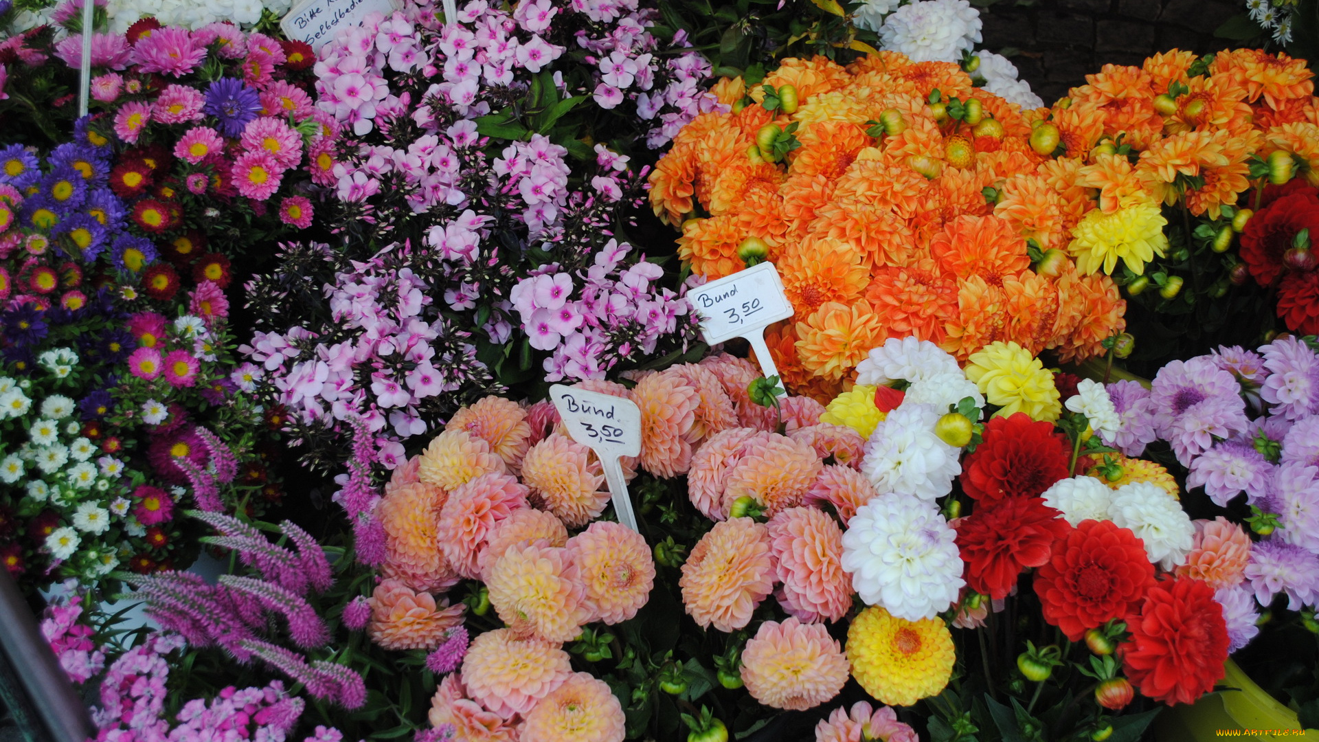 цветы, разные, вместе, разные, вместе