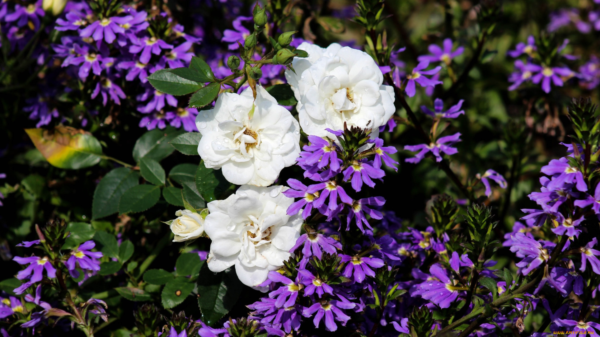 цветы, разные, вместе, розы, лобелии