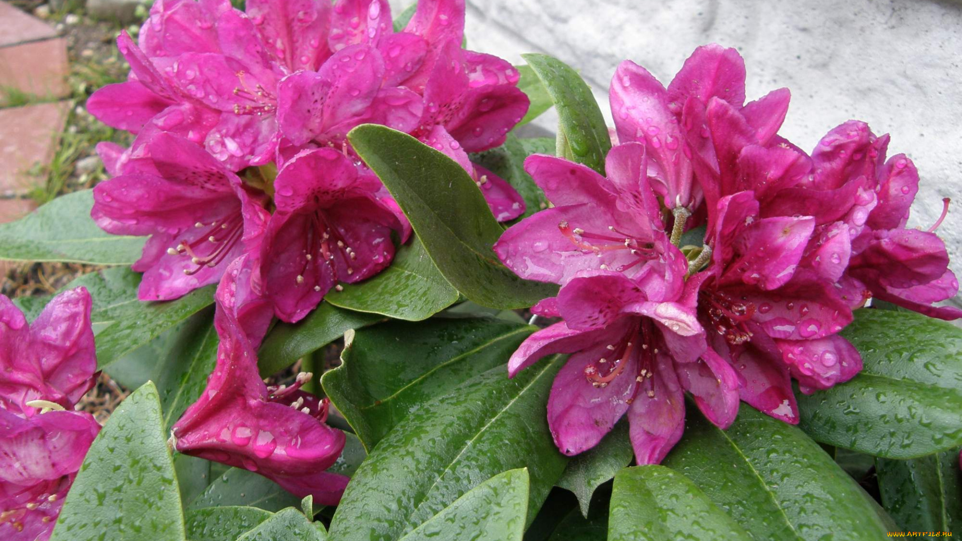 цветы, рододендроны, , азалии, бутоны