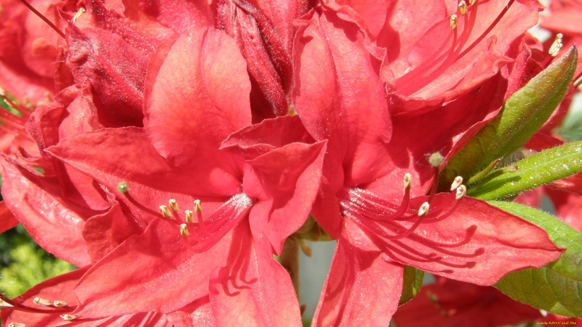 цветы, рододендроны, , азалии, бутоны