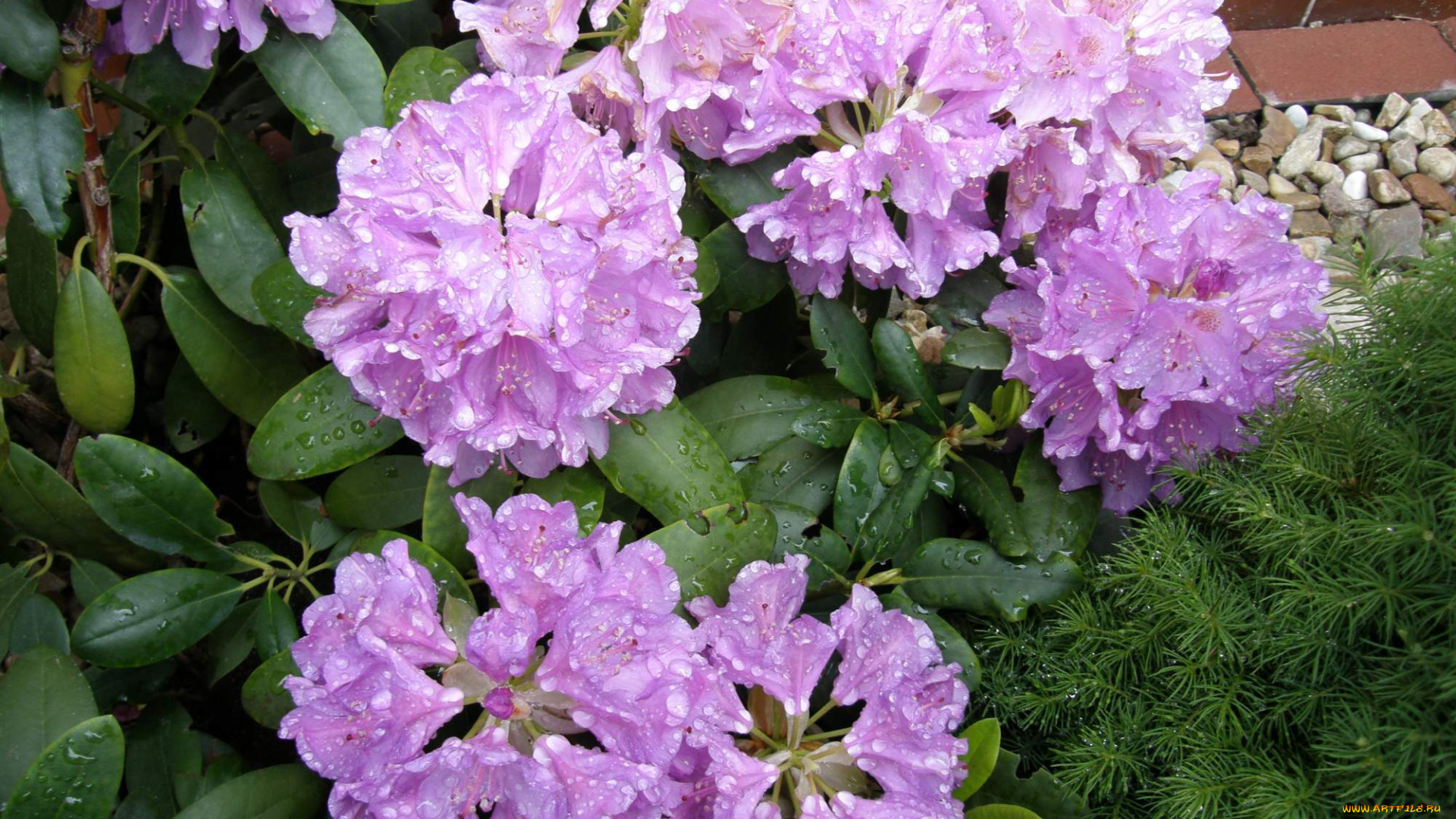 цветы, рододендроны, , азалии, бутоны