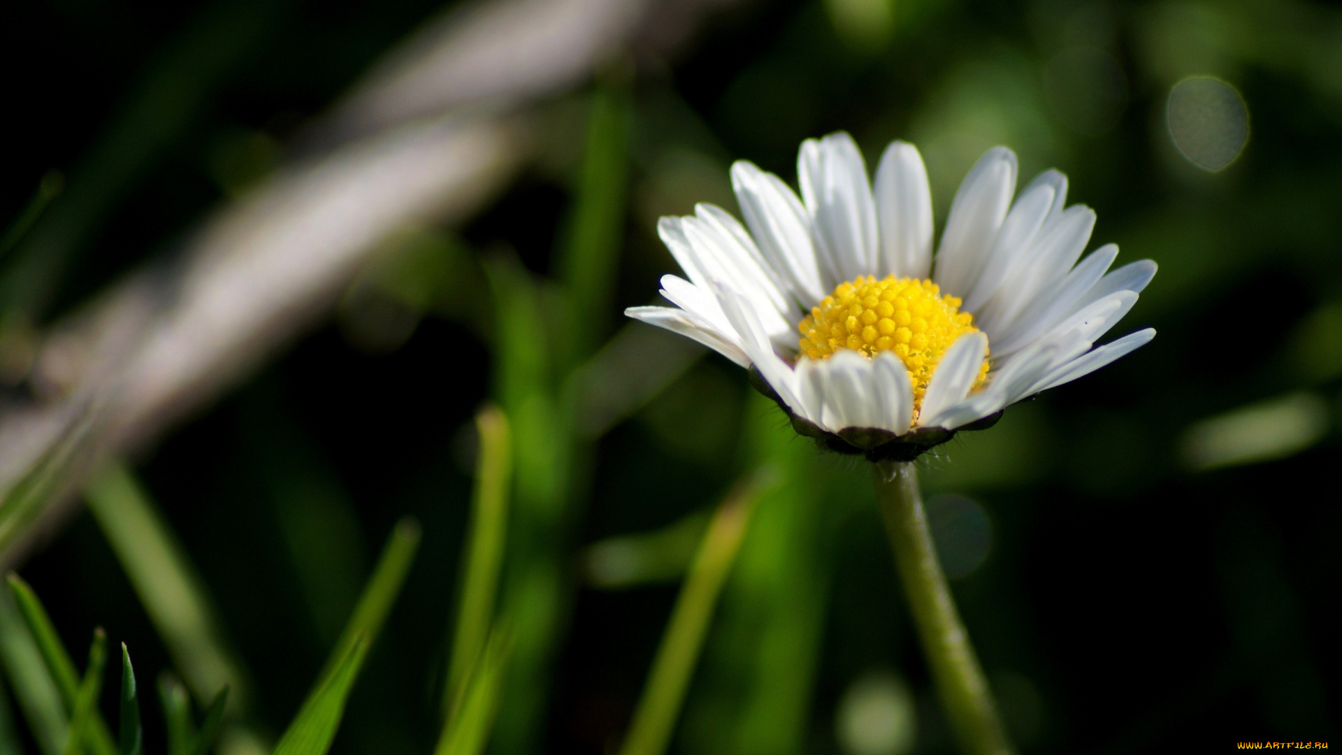 цветы, ромашки, цветок, макро, трава, лепестки