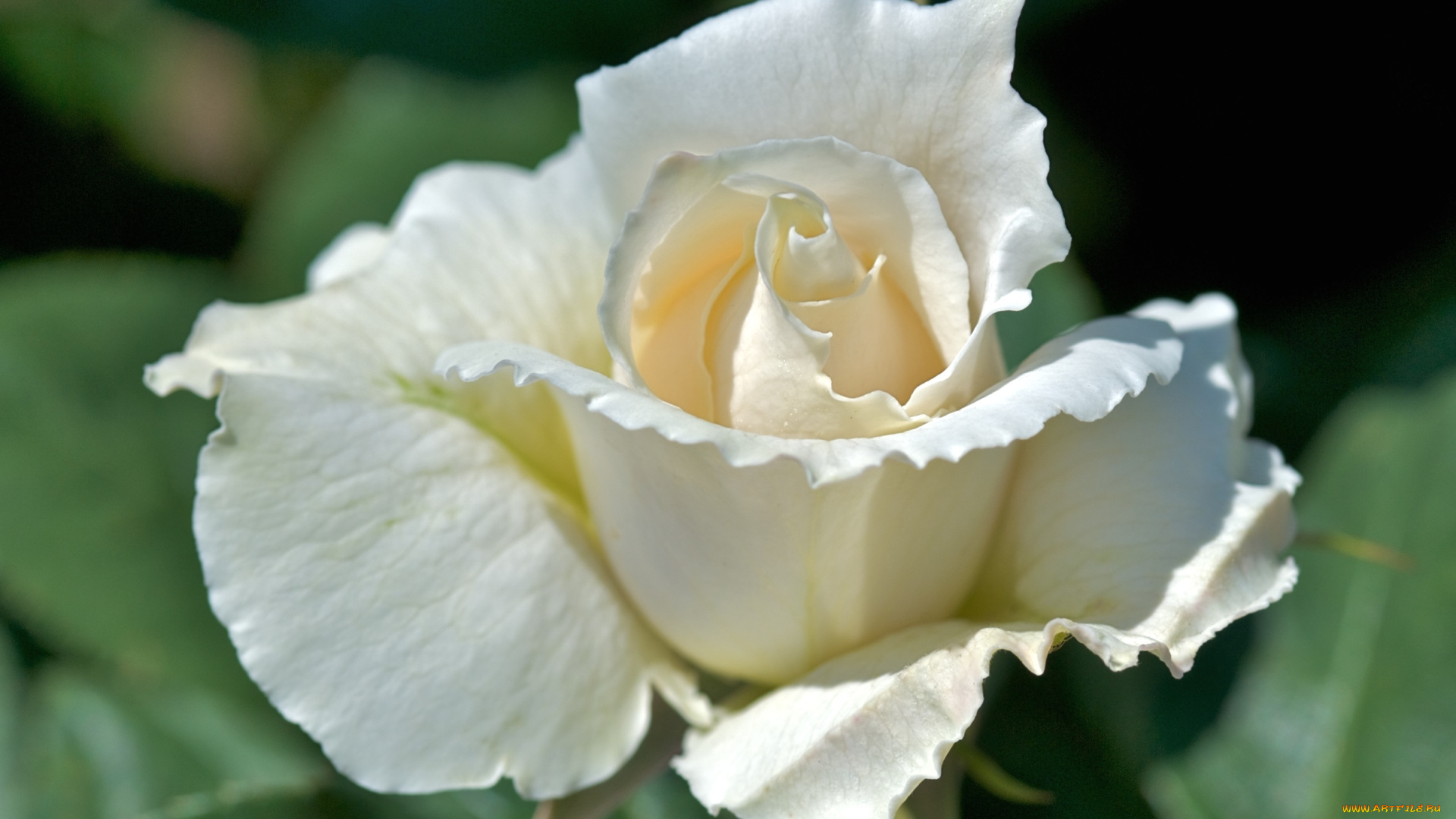 цветы, розы, белый