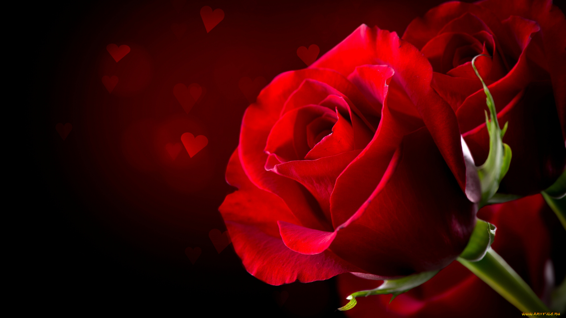 цветы, розы, бутоны, праздник