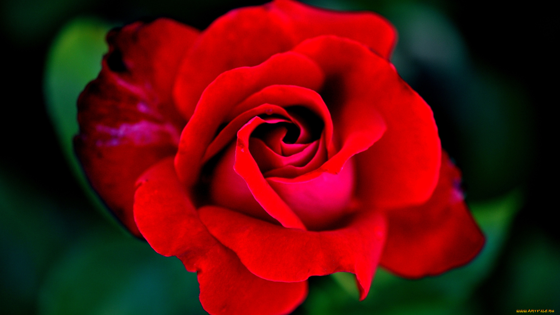 цветы, розы, красная, роза