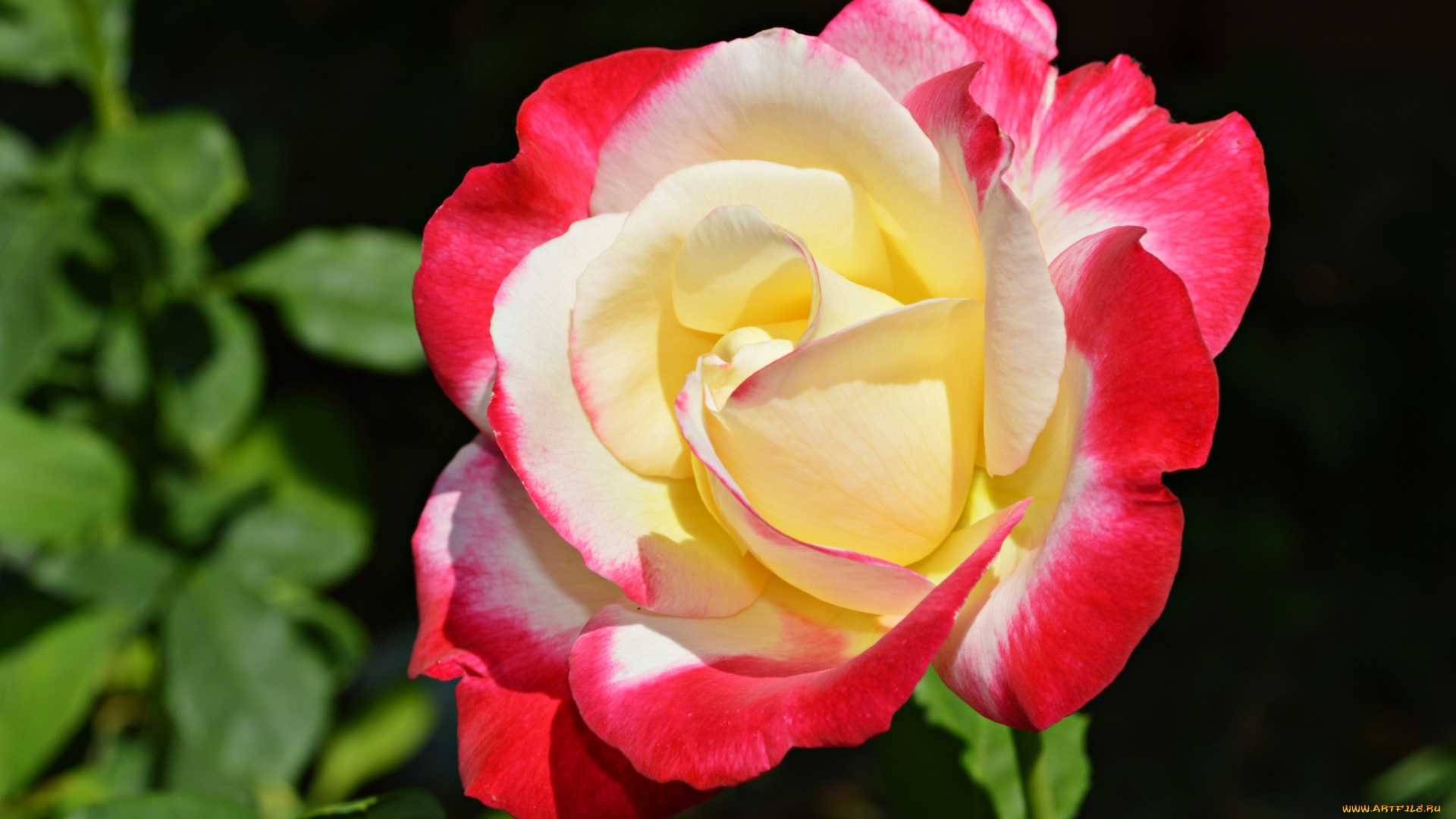 цветы, розы, макро, бутон, роза, лепестки