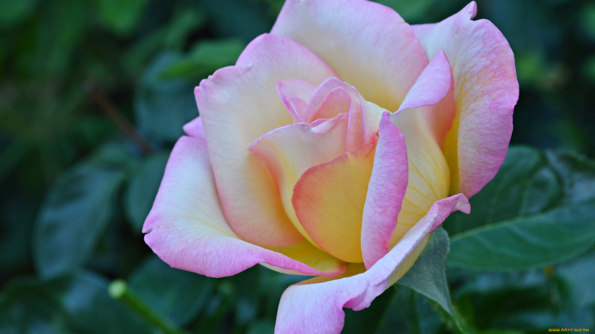 цветы, розы, макро, лепестки, роза, бутон