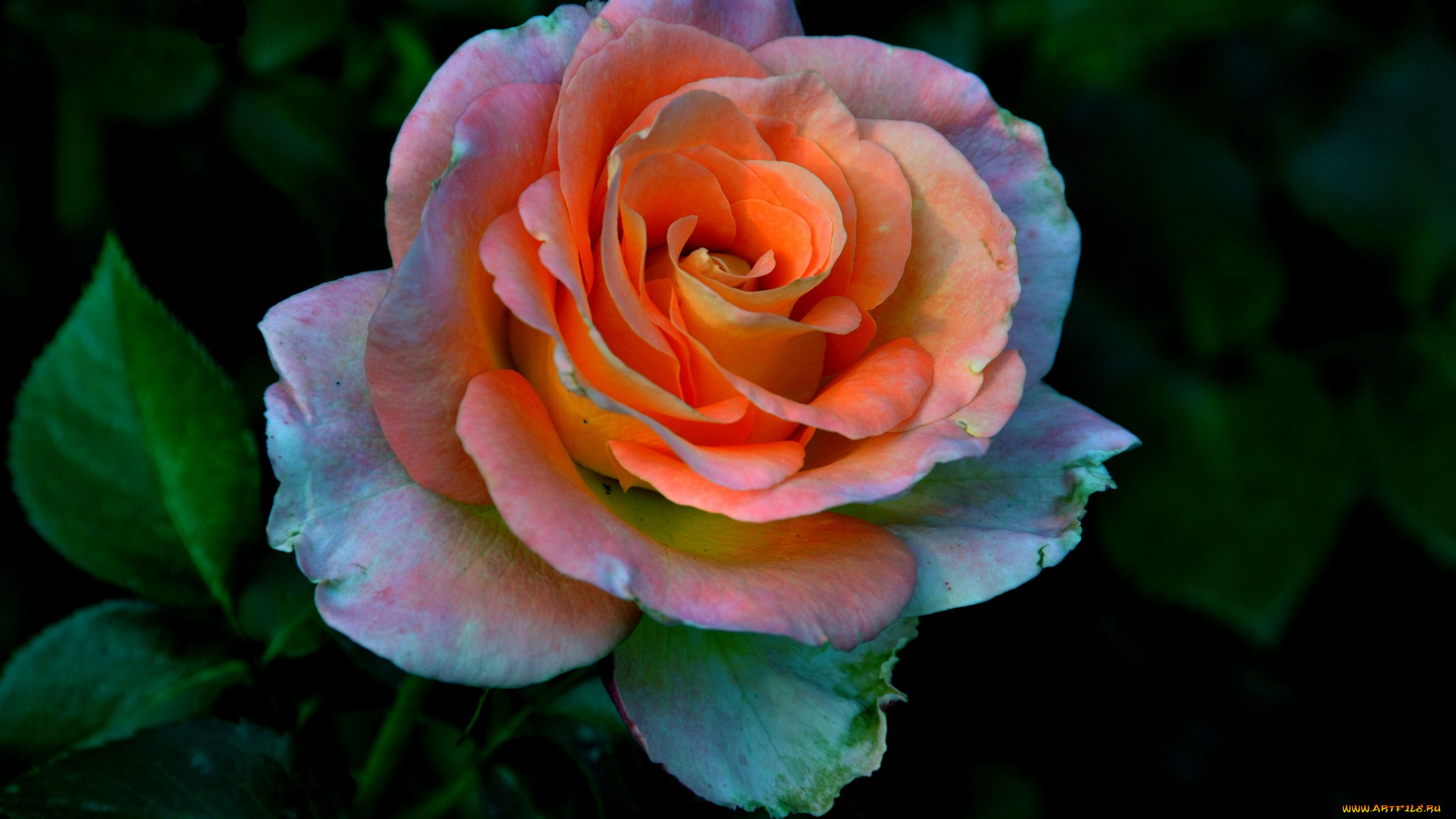 цветы, розы, оранжевая, роза