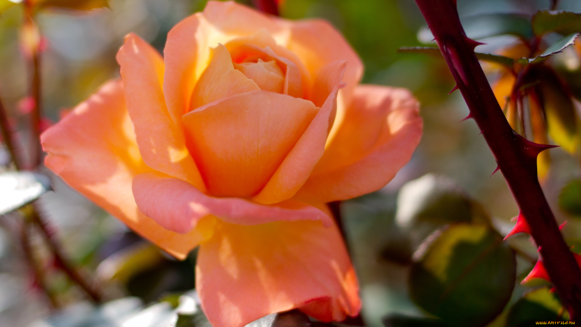 цветы, розы, оранжевая, роза