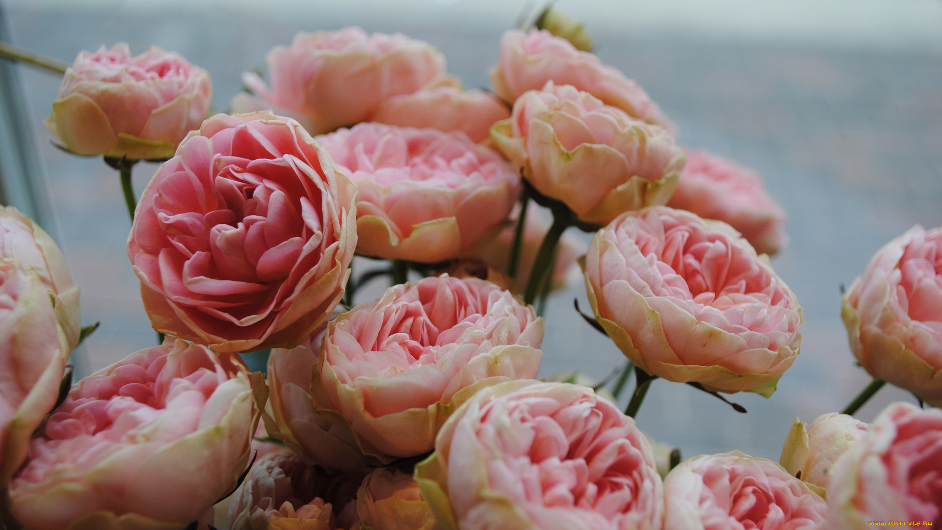 цветы, розы, пионы, розовые