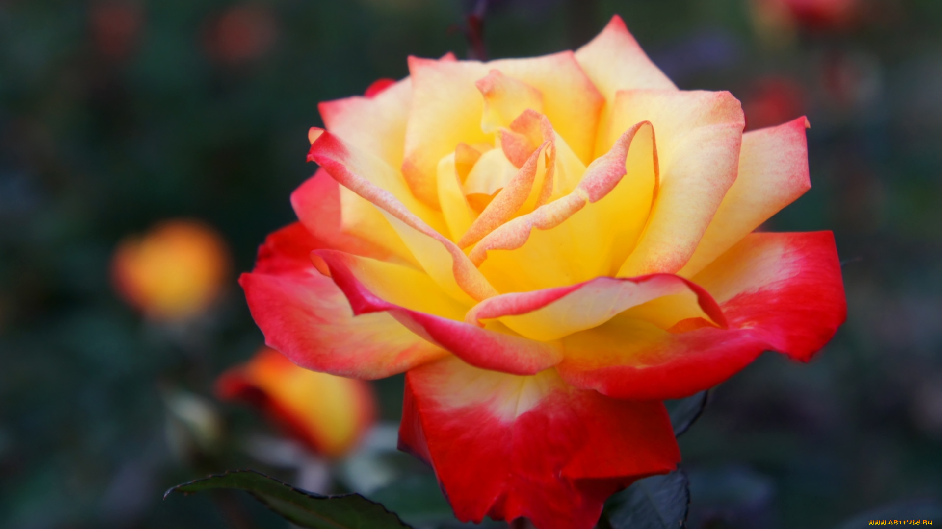 цветы, розы, пышная