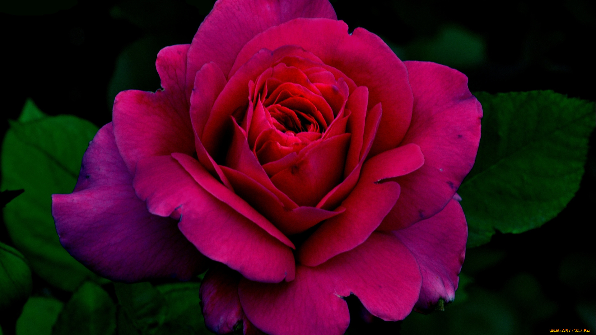 цветы, розы, роза, вишневая