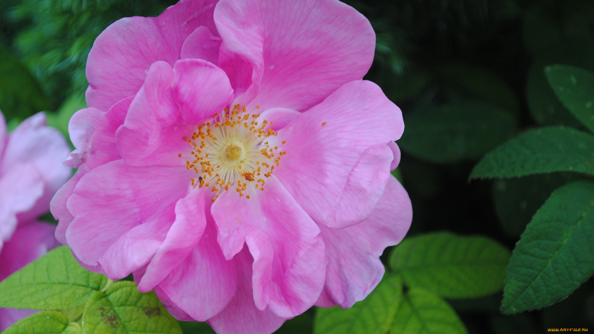 цветы, шиповник, цветок, розовый