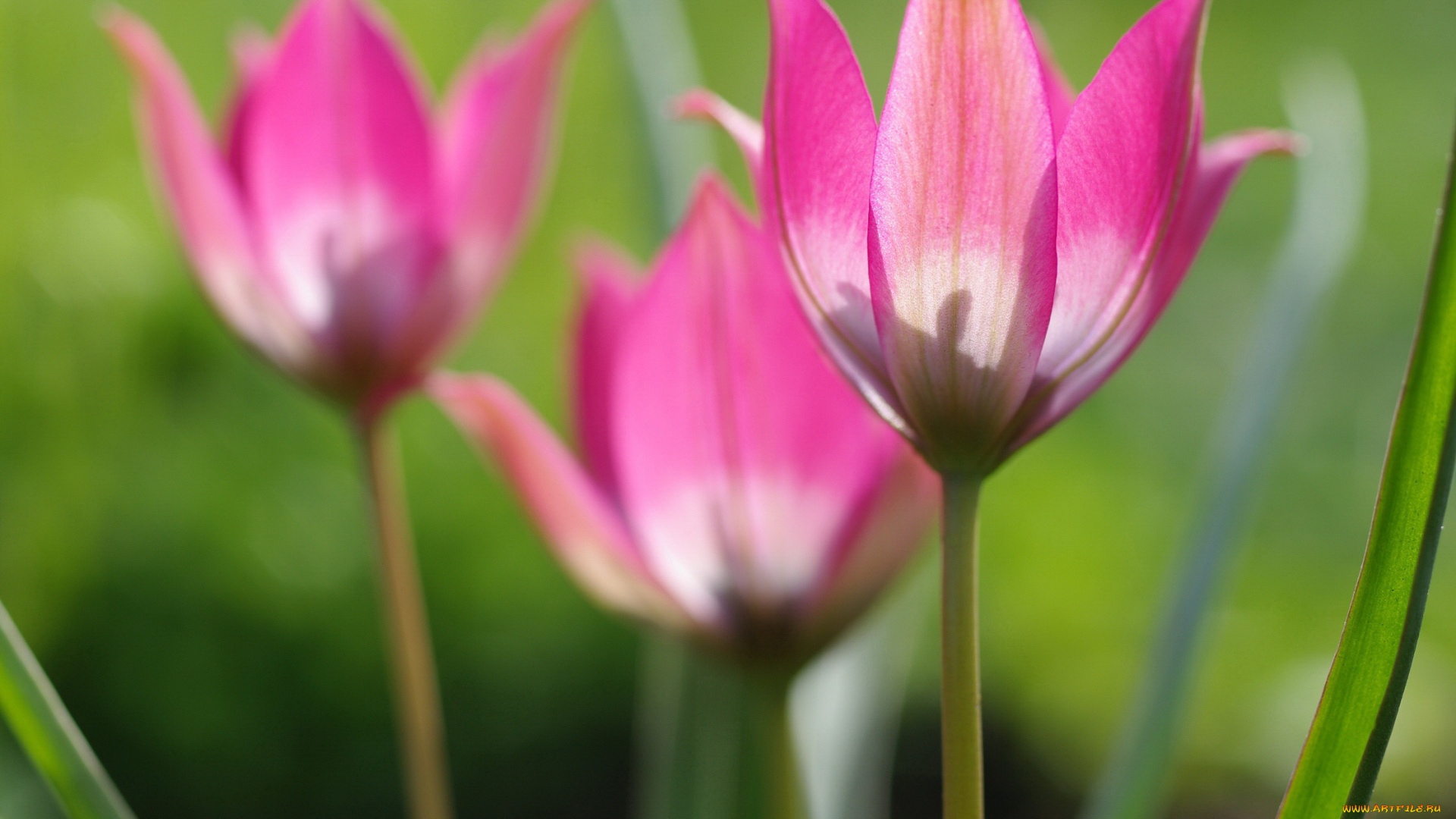 цветы, тюльпаны, трио