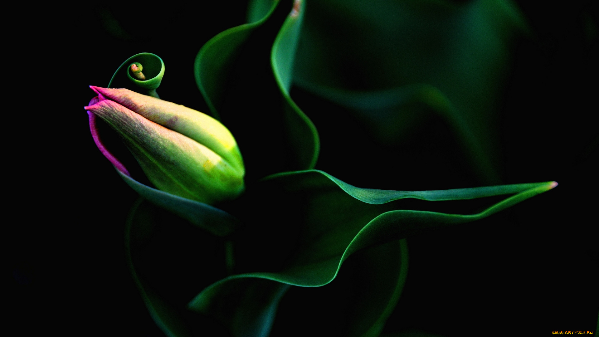 цветы, тюльпаны, тюльпана, бутон